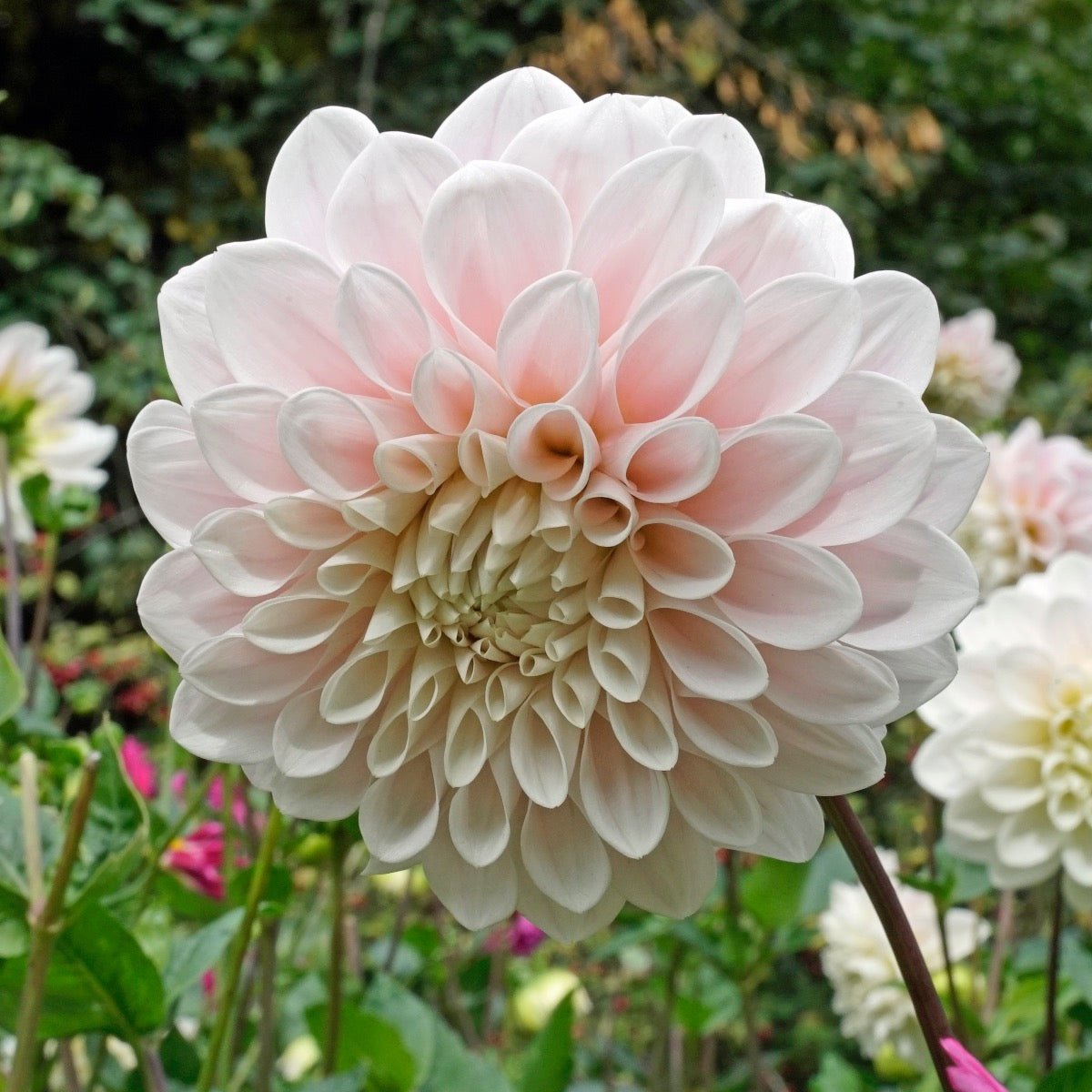 Dahlia Sweet Nathalie - Dahlias - Fluwel