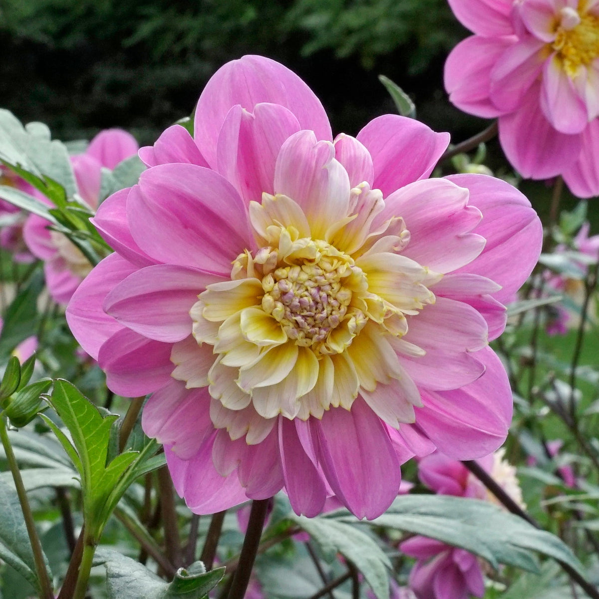 Dahlia Take Off - Dahlias - Fluwel