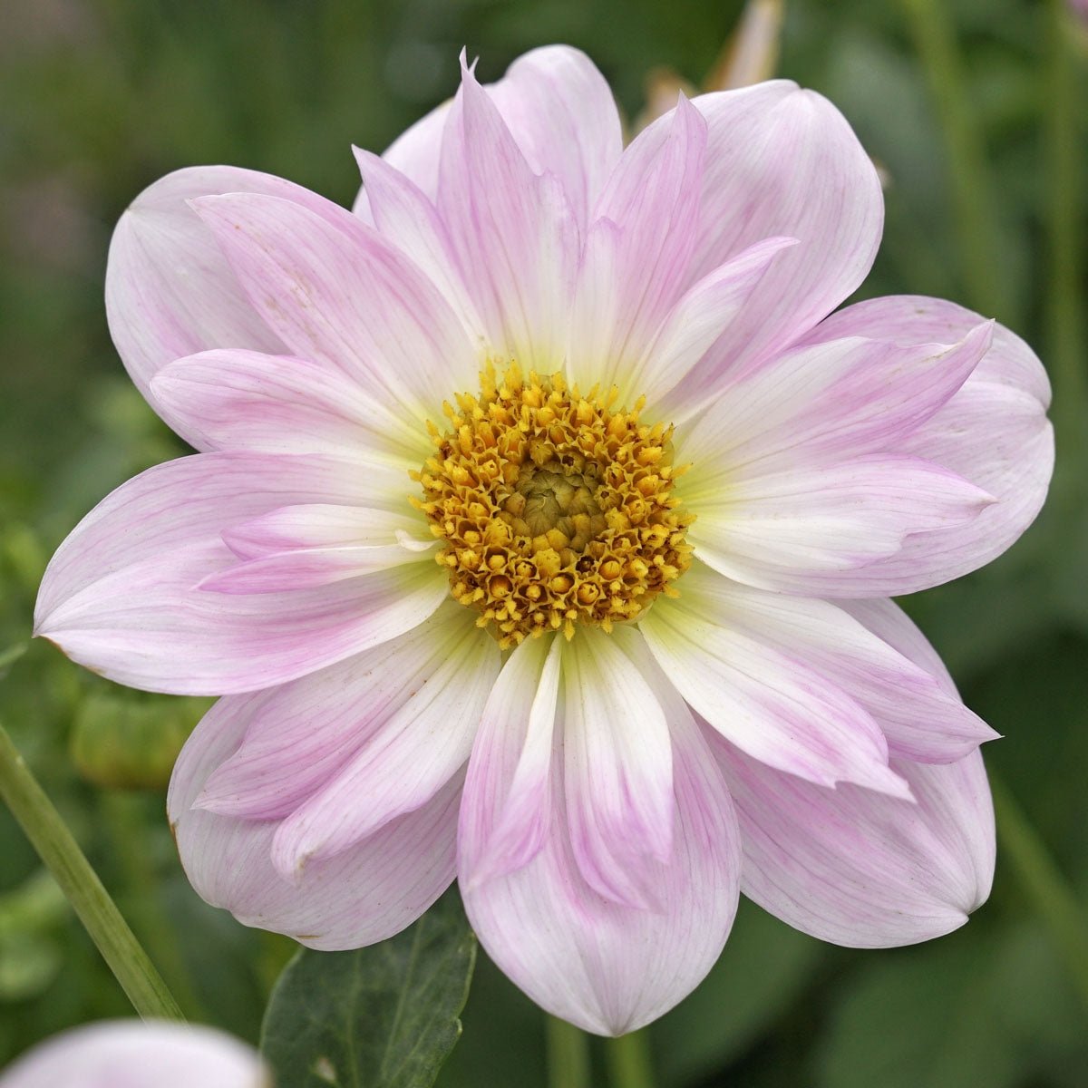 Dahlia Teesbrook Audrey - Dahlias - Fluwel