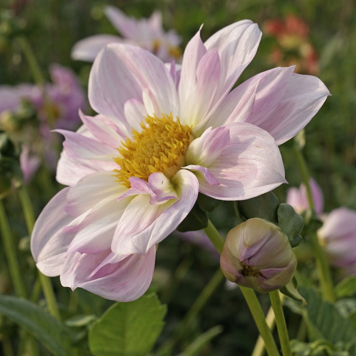 Dahlia Teesbrook Audrey - Dahlias - Fluwel