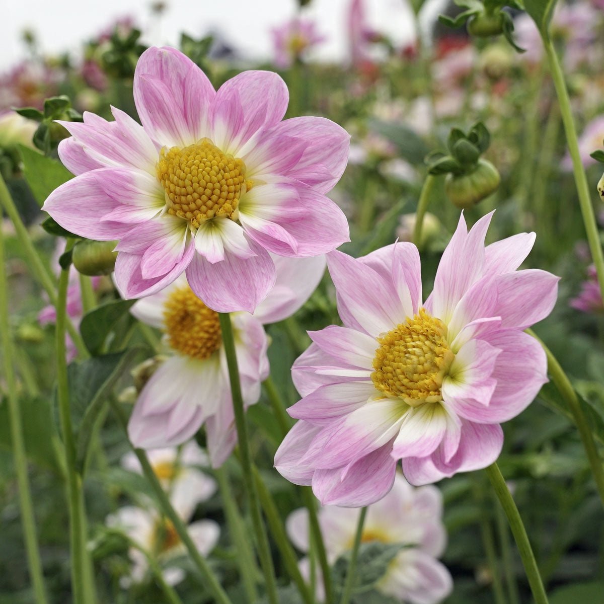 Dahlia Teesbrook Audrey - Dahlias - Fluwel