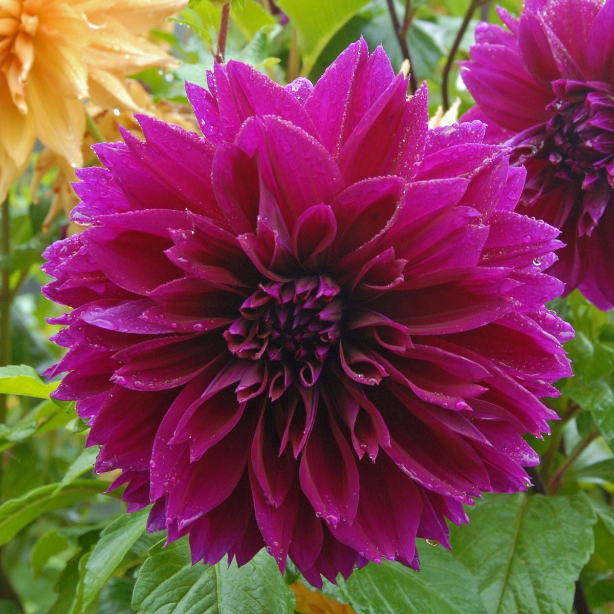Dahlia Thomas A. Edison - Dahlias - Fluwel