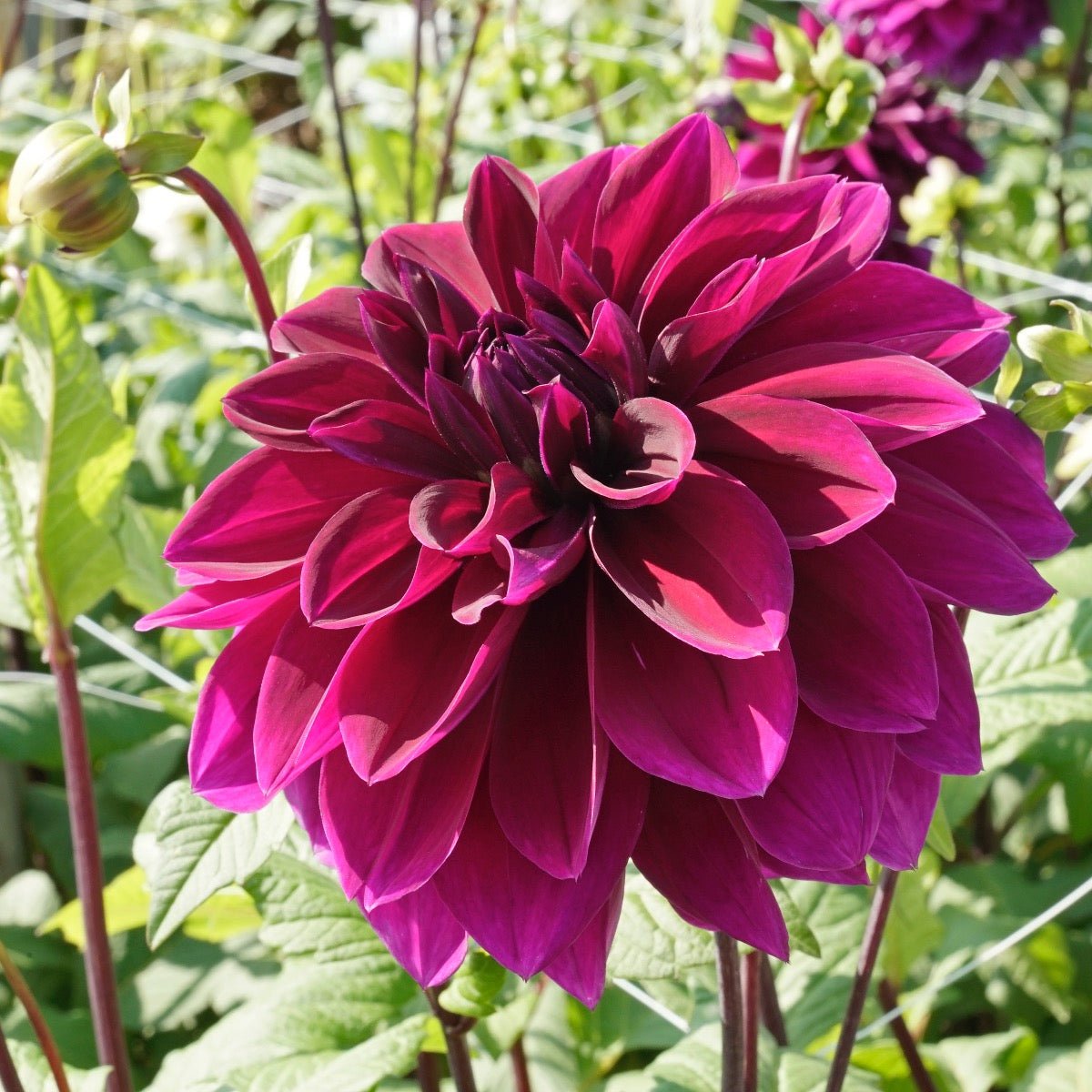 Dahlia Thomas A. Edison - Dahlias - Fluwel
