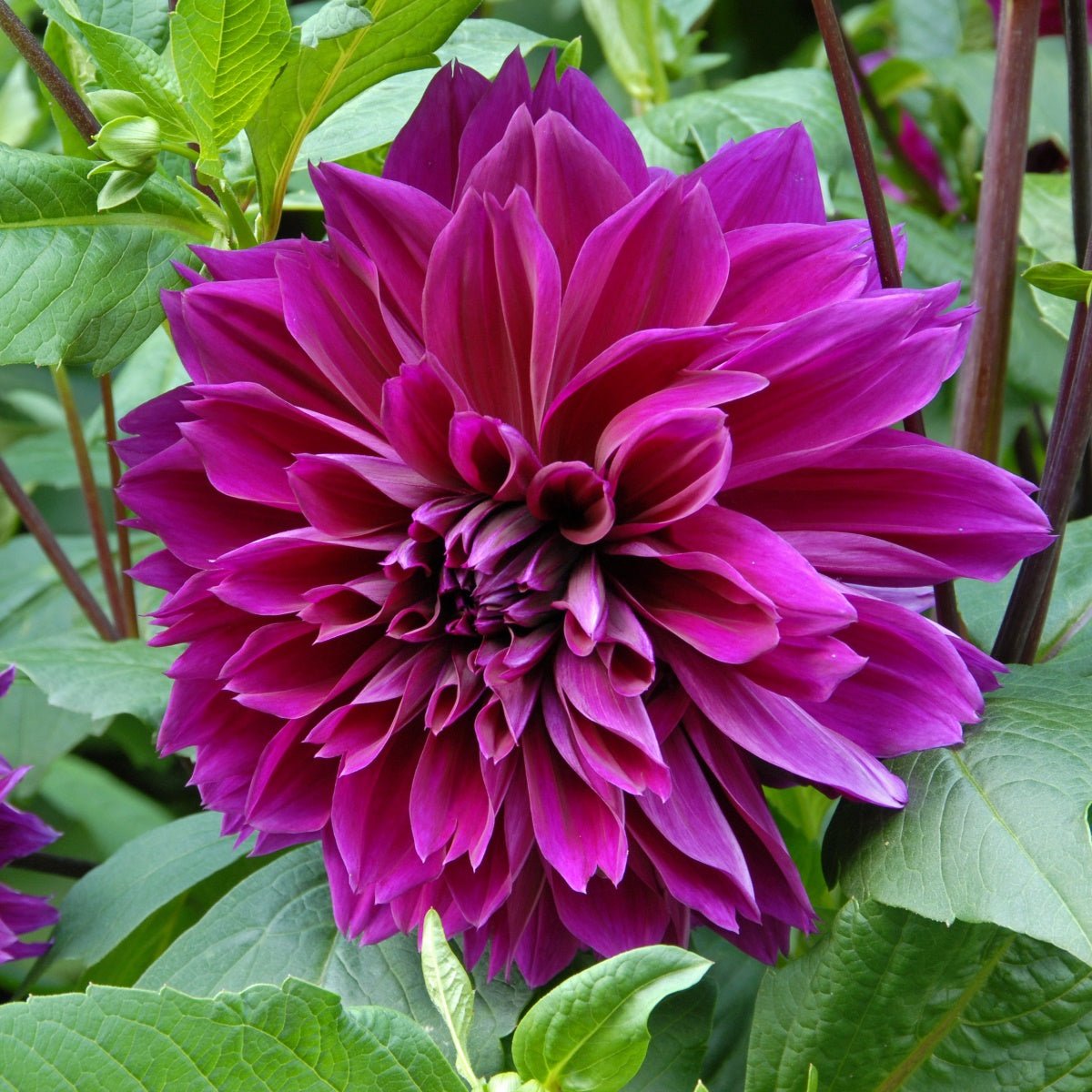 Dahlia Thomas A. Edison - Dahlias - Fluwel