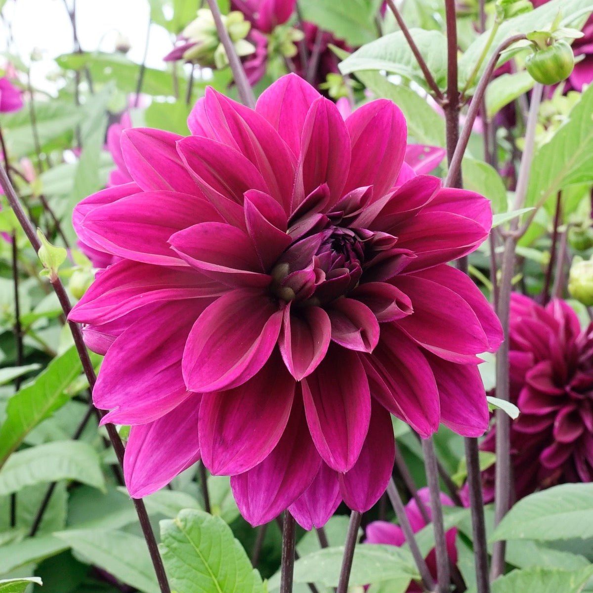 Dahlia Thomas A. Edison - Dahlias - Fluwel
