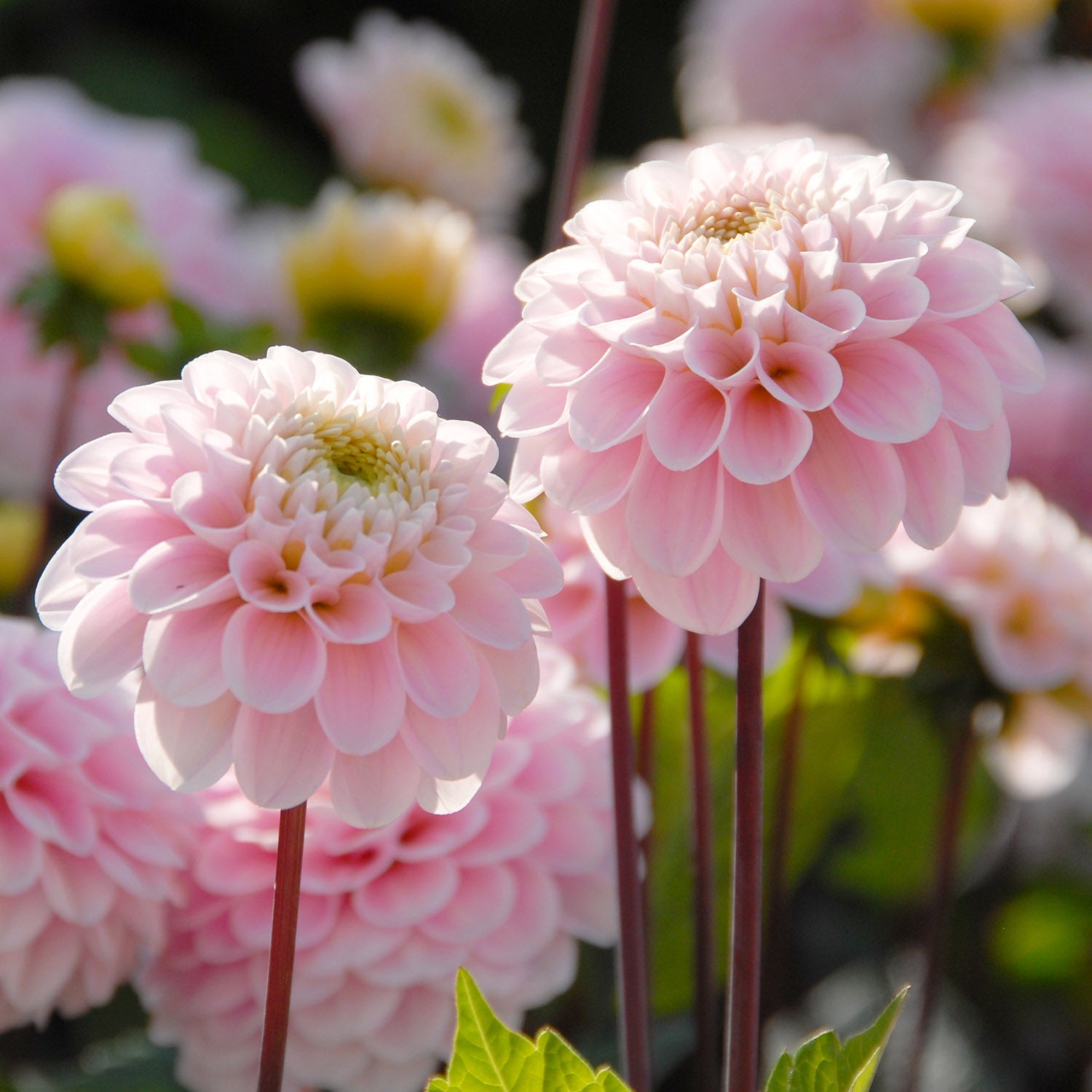 Dahlia Wizard of Oz - Dahlias - Fluwel