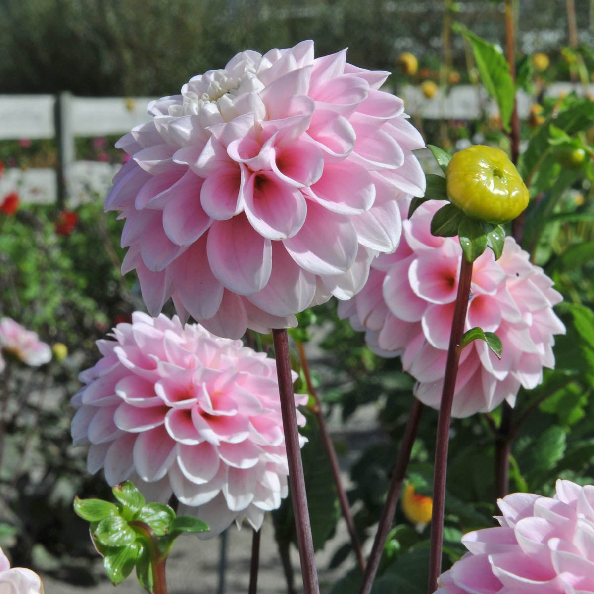 Dahlia Wizard of Oz - Dahlias - Fluwel