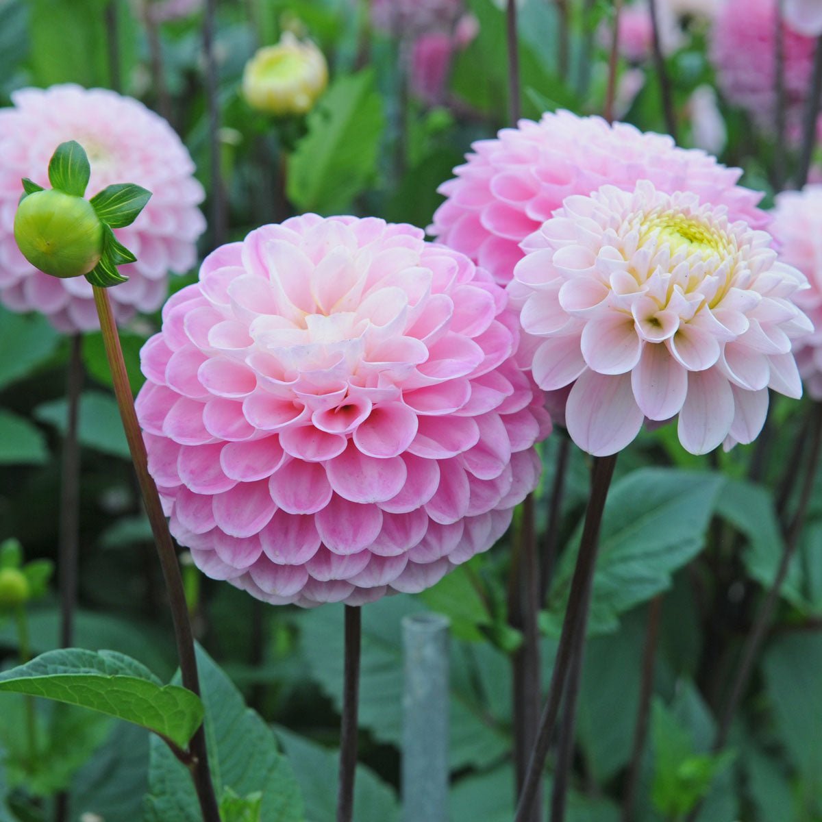 Dahlia Wizard of Oz - Dahlias - Fluwel
