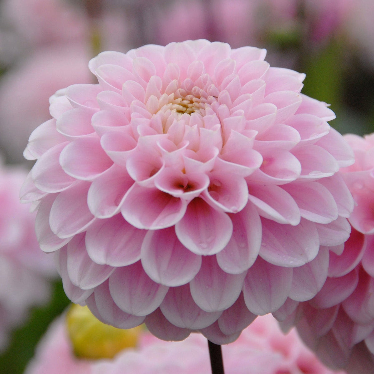 Dahlia Wizard of Oz - Dahlias - Fluwel