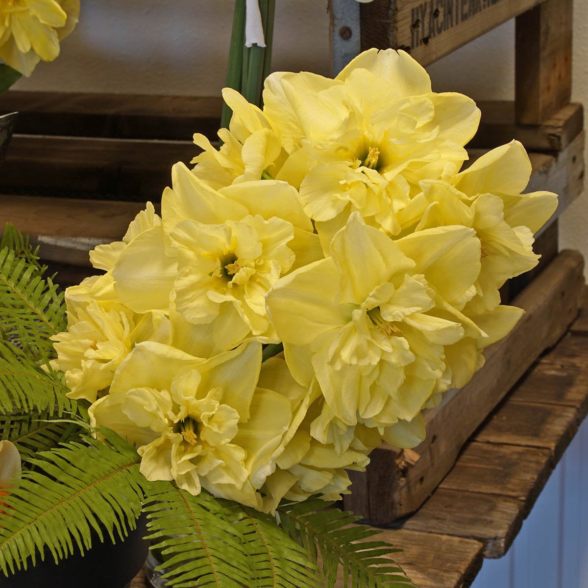 Dancing Moonlight - Narcissus - Fluwel