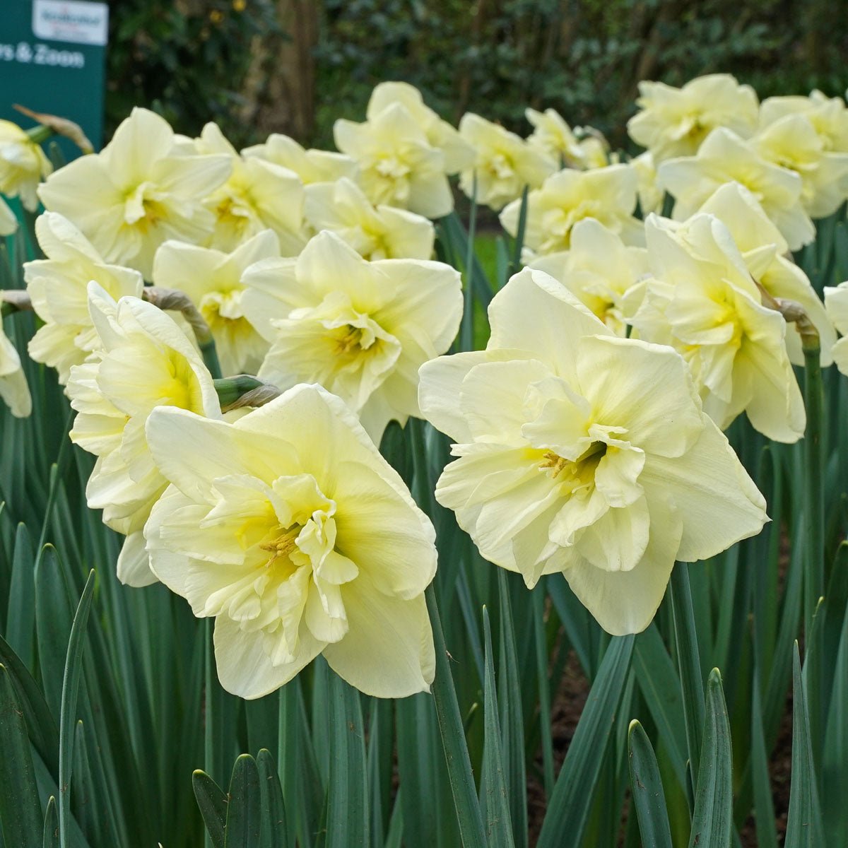 Dancing Moonlight - Narcissus - Fluwel