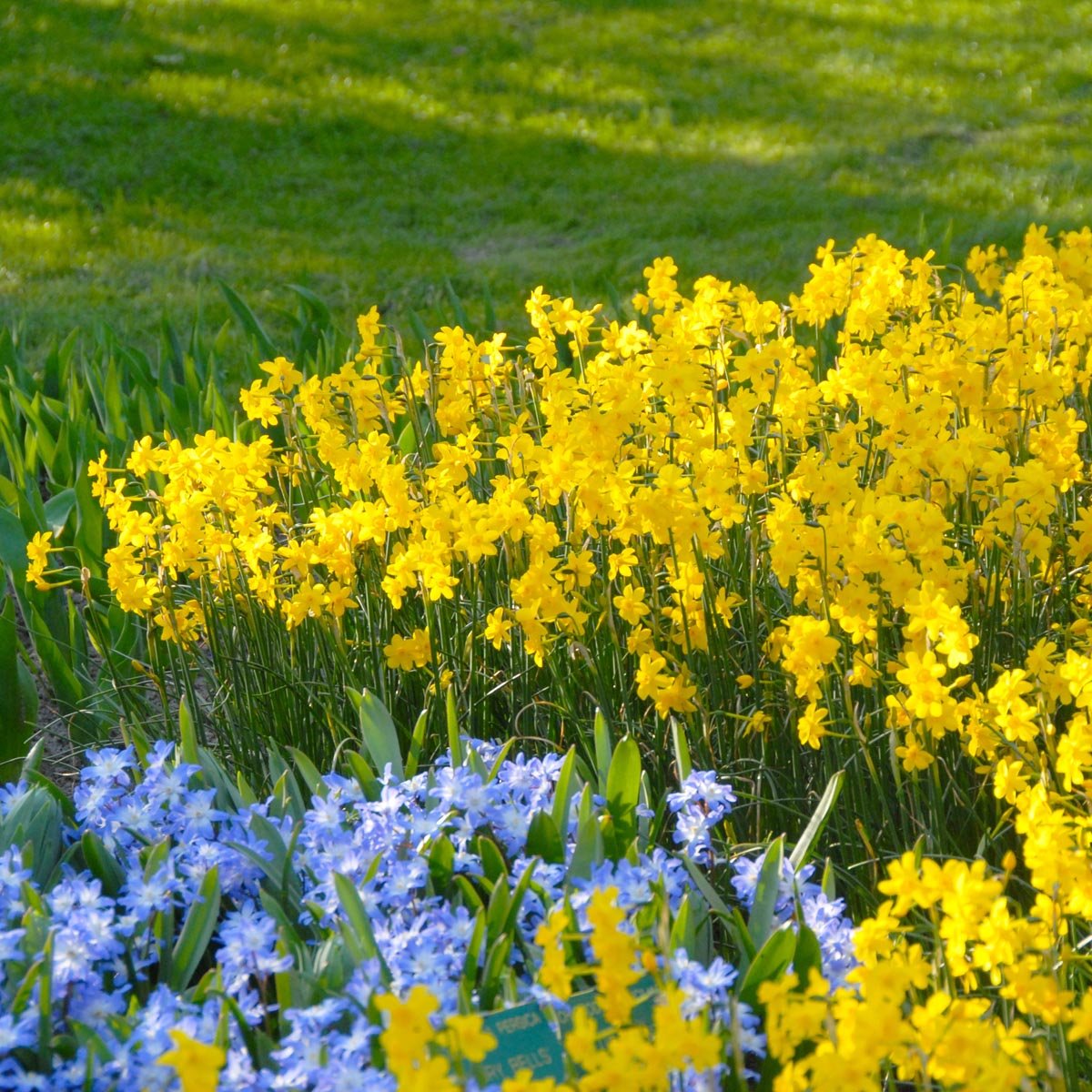 Diego - Narcissus - Fluwel