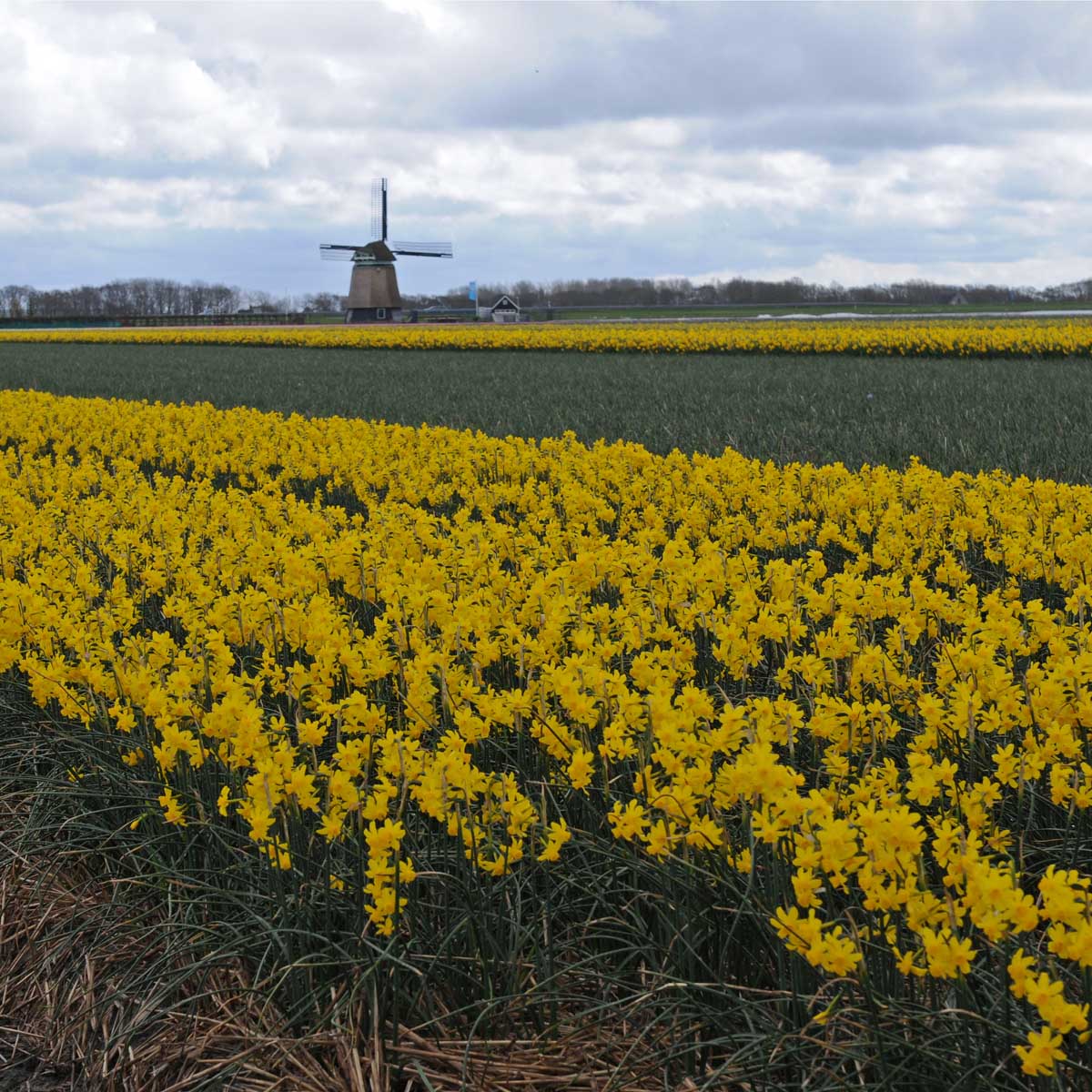 Diego - Narcissus - Fluwel