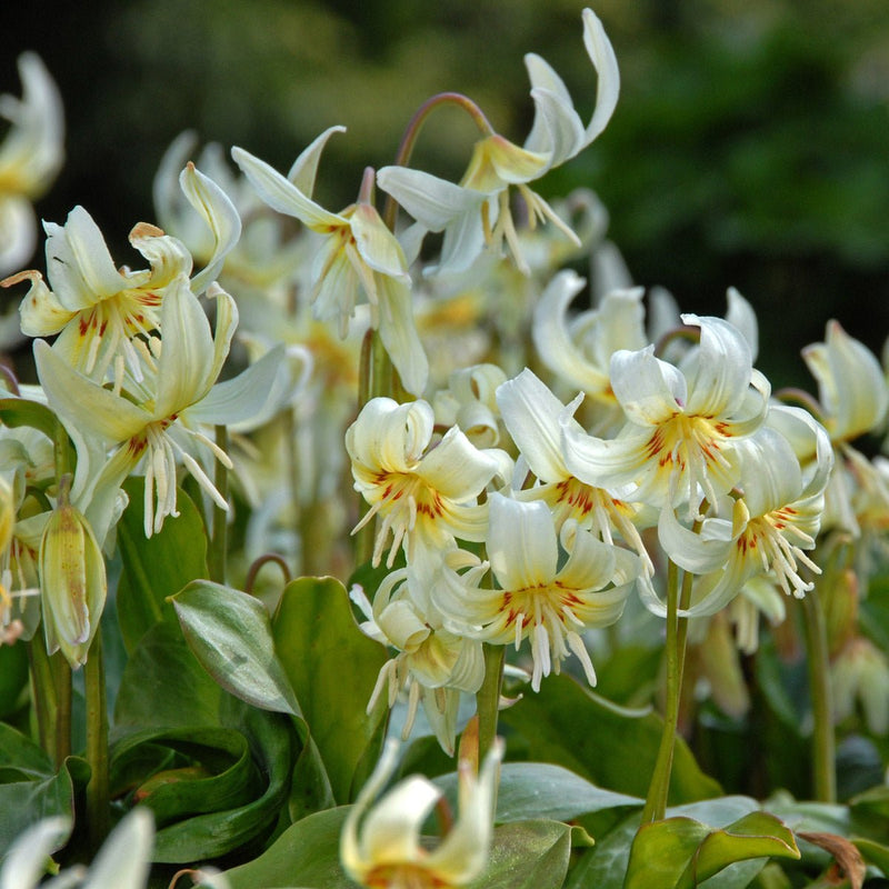 Erythronium (Dent de chien)