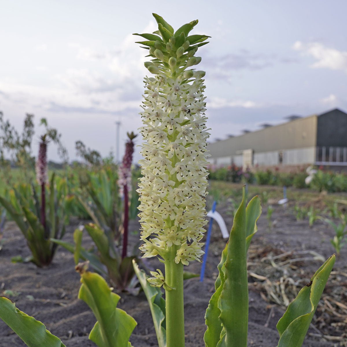 Eucomis Johannesburg - Summer special bulbs - Fluwel