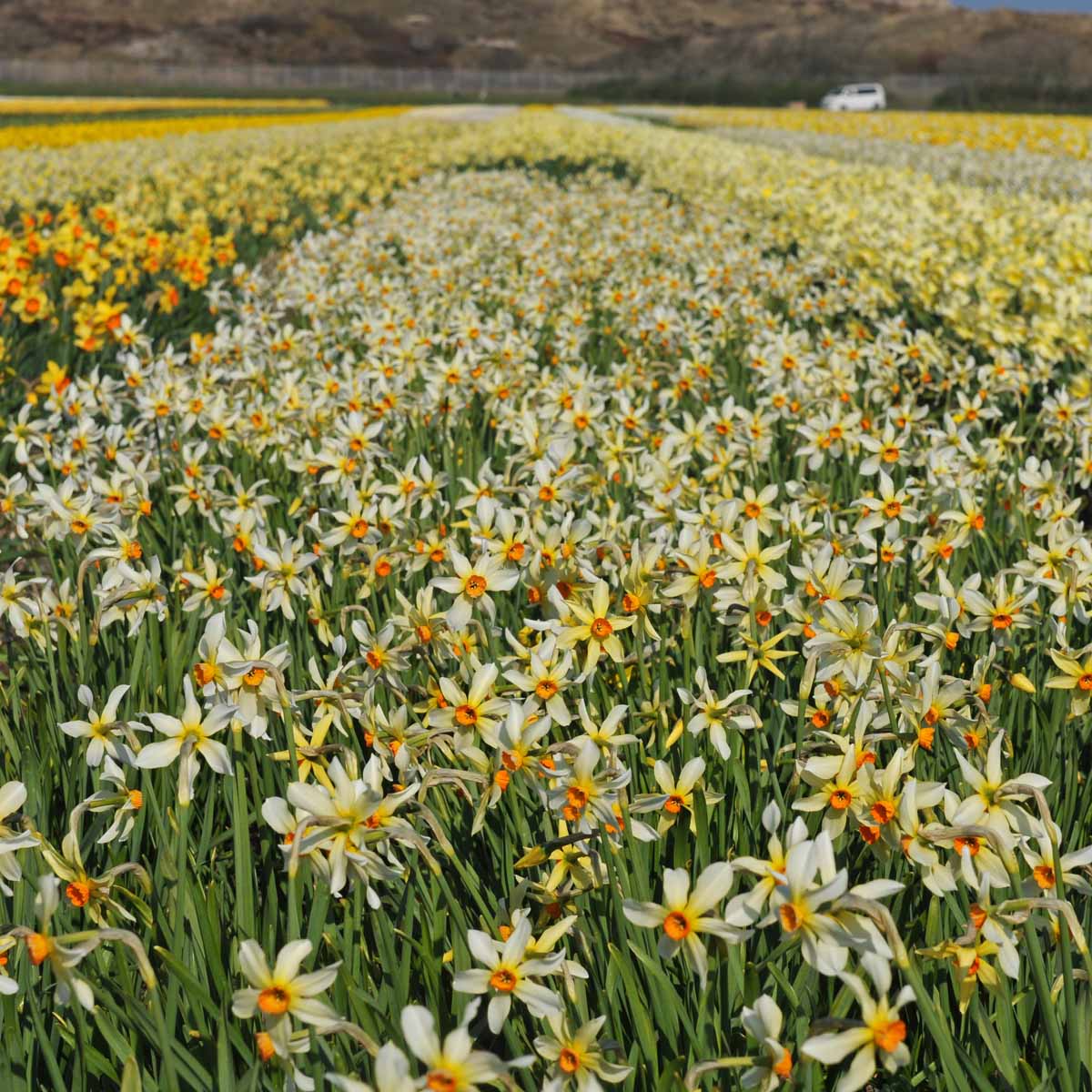 Firebrand - Special Narcissus - Fluwel