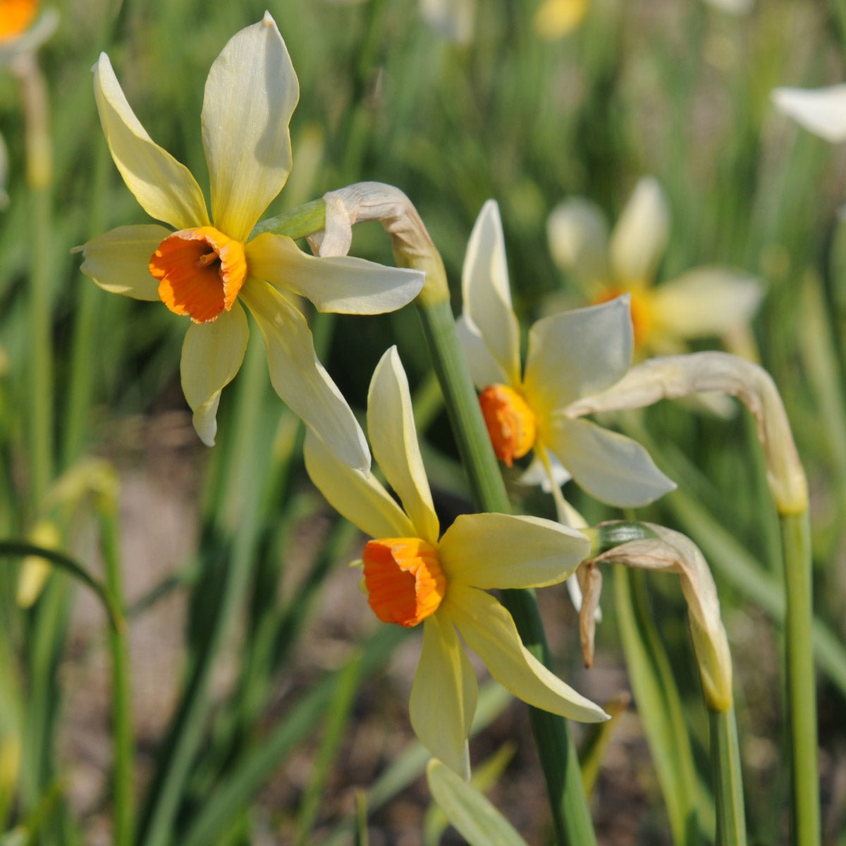 Firebrand - Special Narcissus - Fluwel
