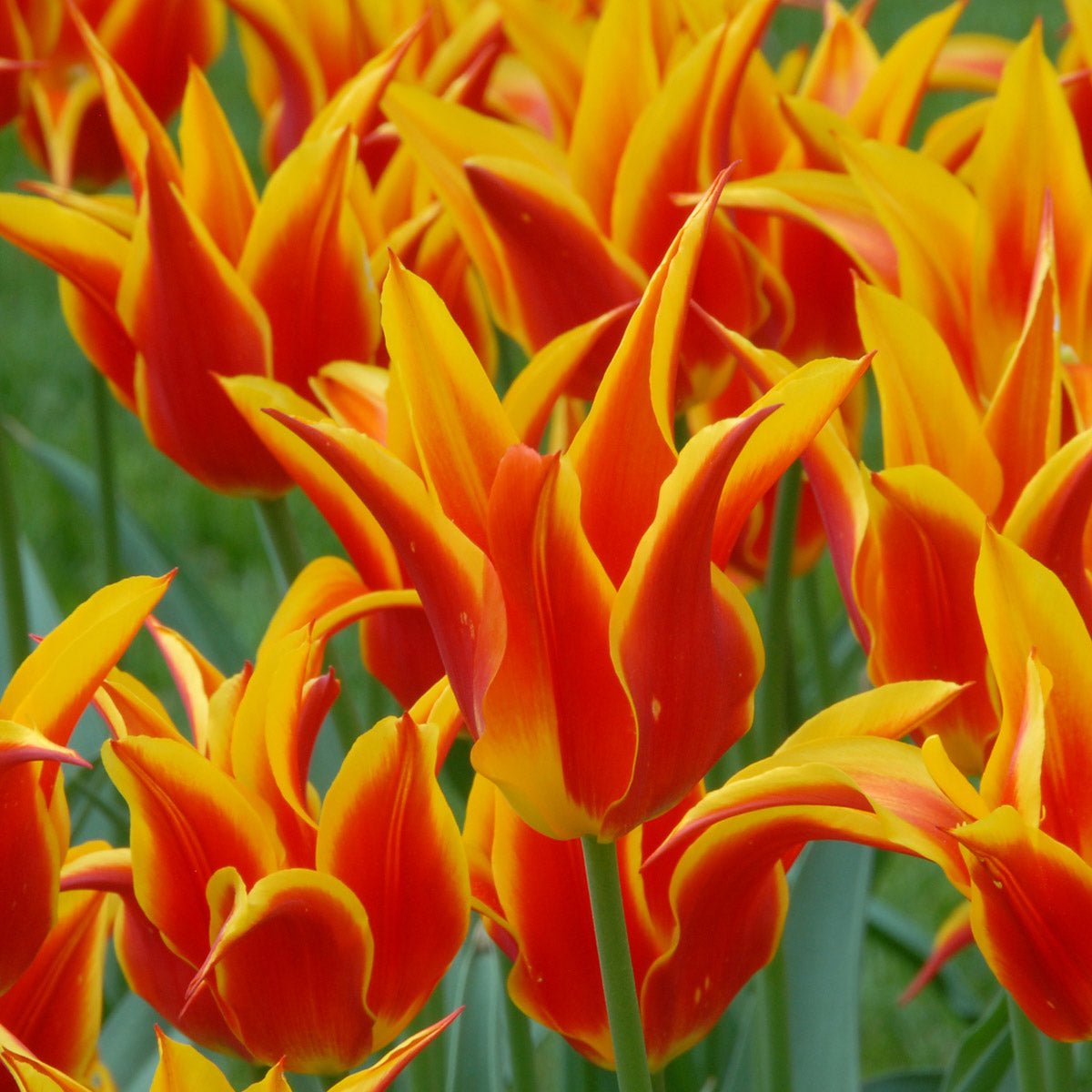 Fly Away - Tulips - Fluwel