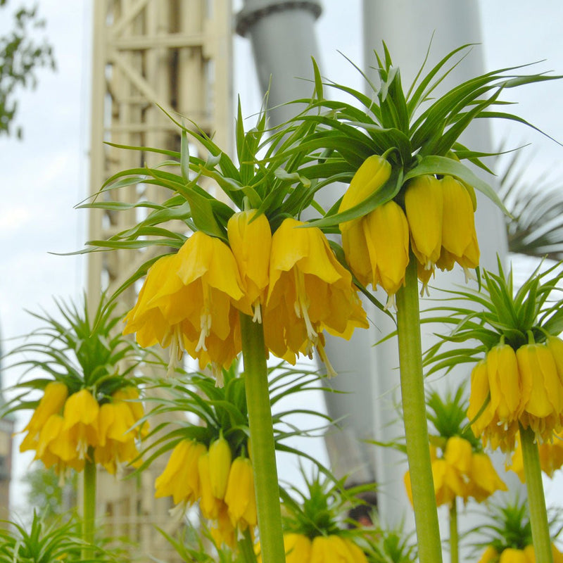 Fritillaria imperialis (Couronne impériale)