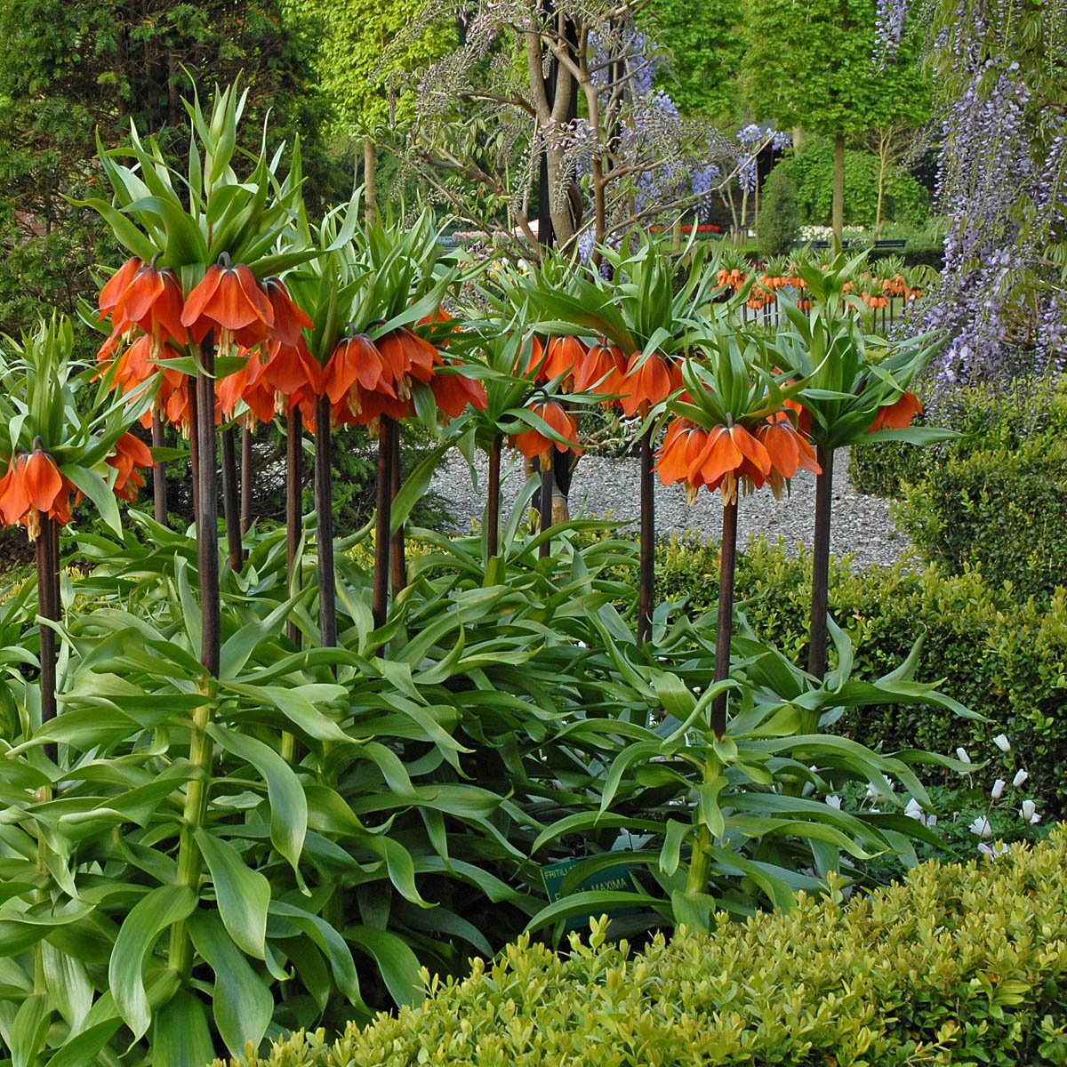 Fritillaria imperialis Rubra Maxima - Spring specialty bulbs - Fluwel