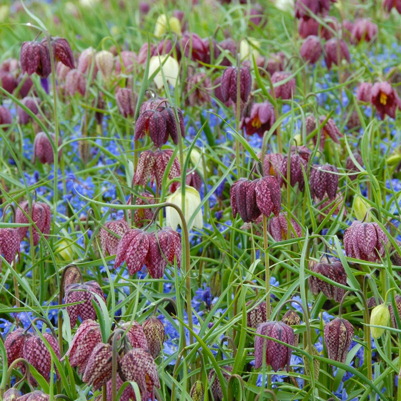 Fritillaria meleagris (Fritillaire pintade)