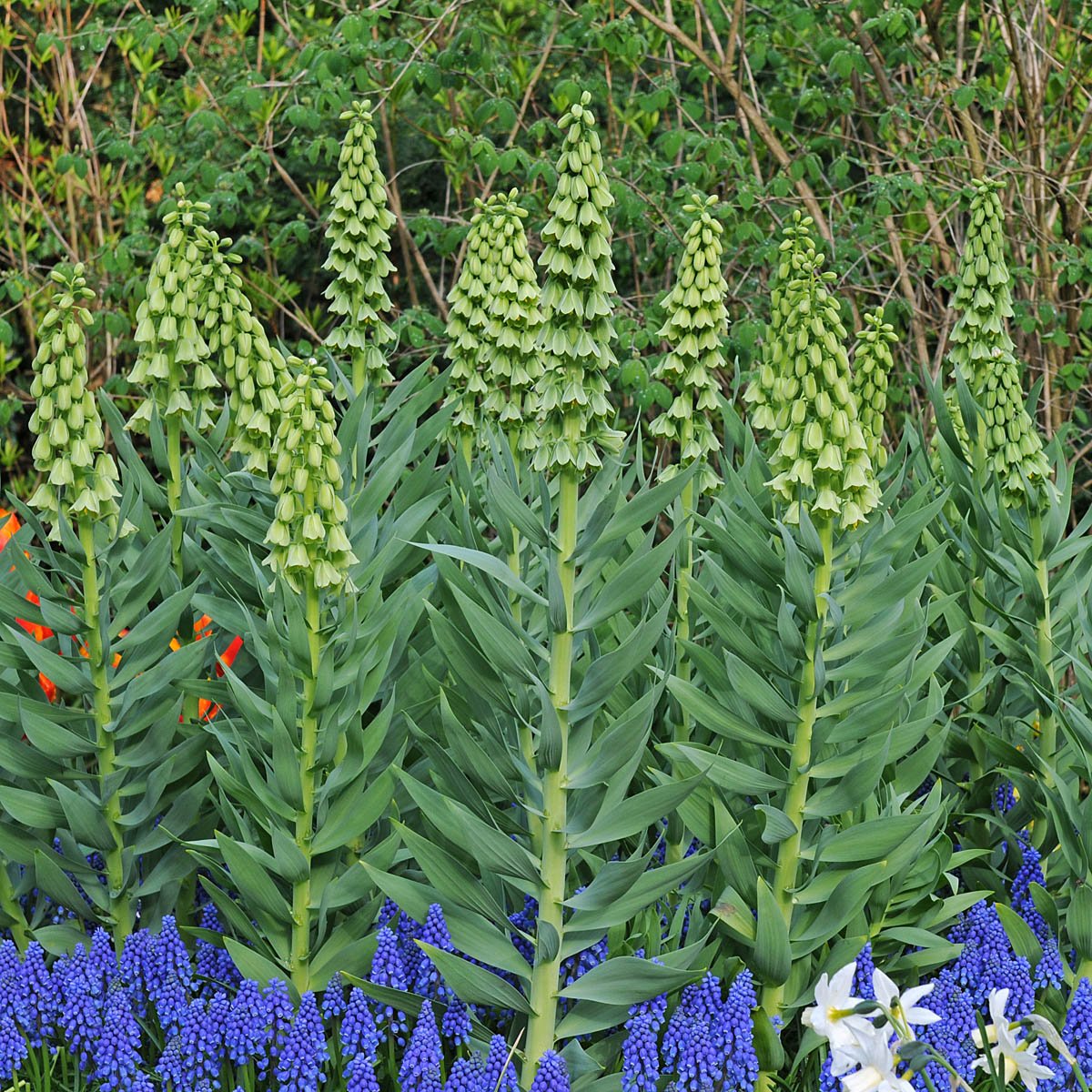 Fritillaria persica Ivory Bells - Spring specialty bulbs - Fluwel