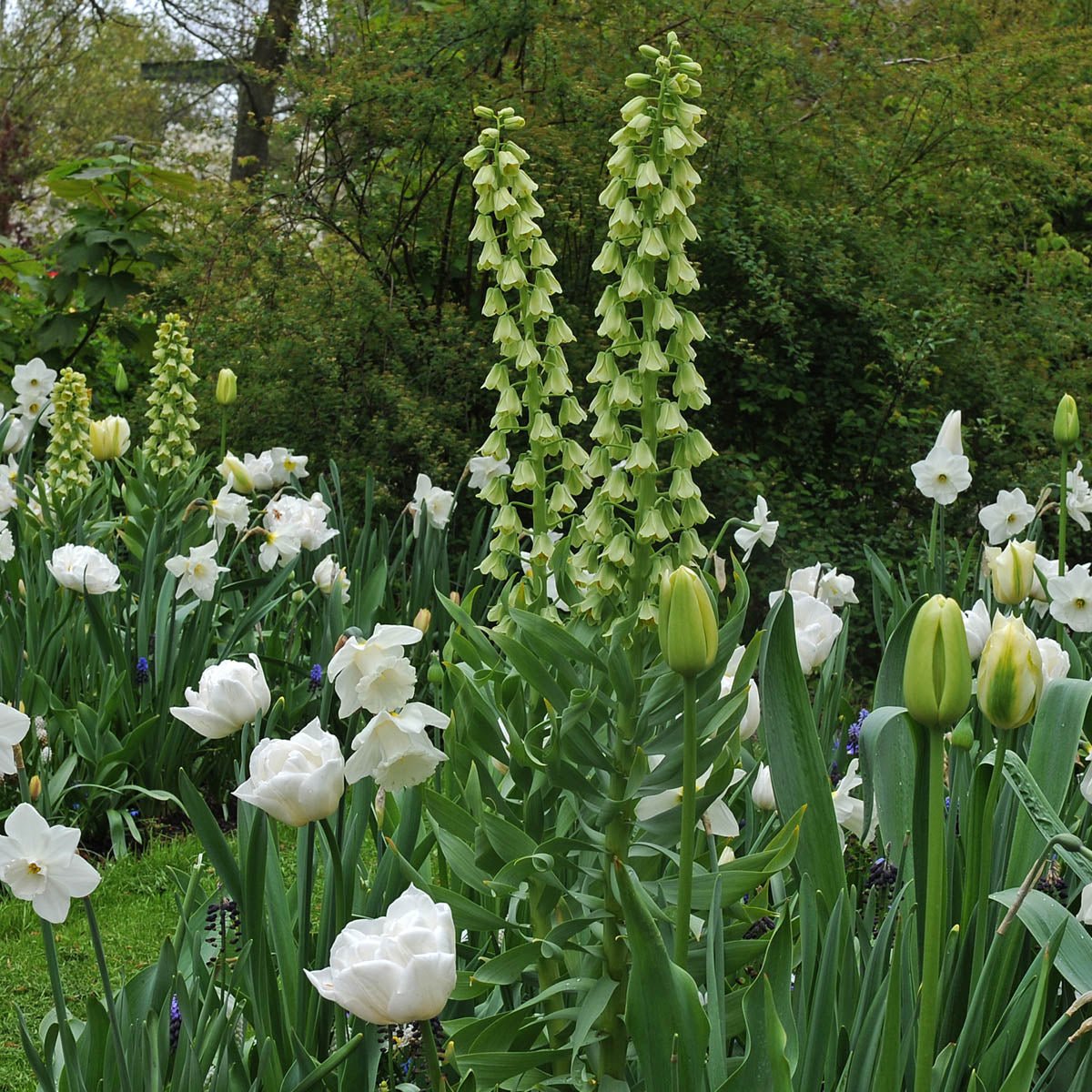 Fritillaria persica Ivory Bells - Spring specialty bulbs - Fluwel