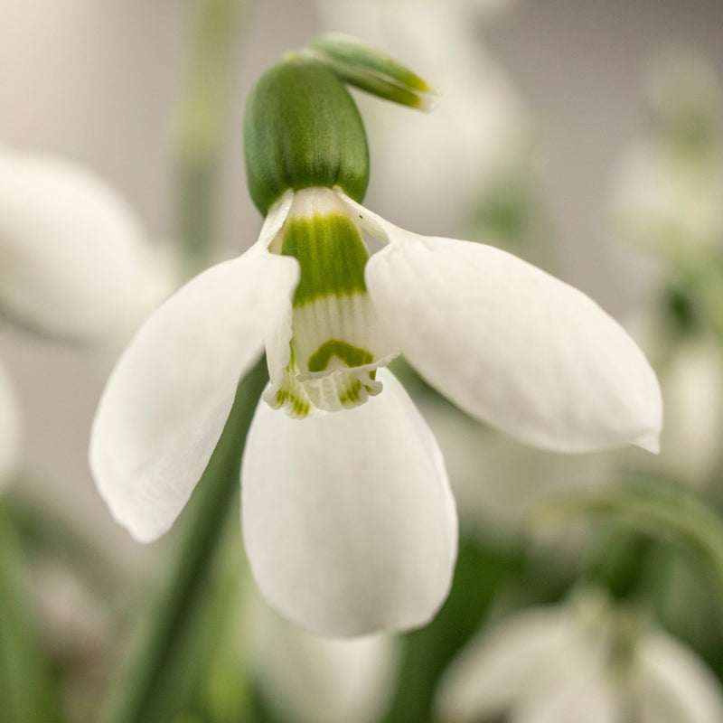 Galanthus (Perce-neige)