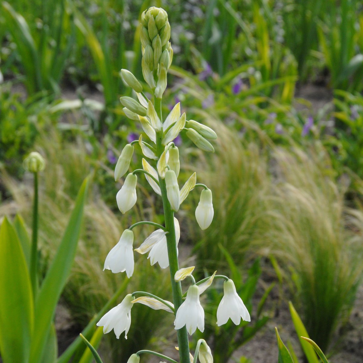 Galtonia candicans - Summer special bulbs - Fluwel