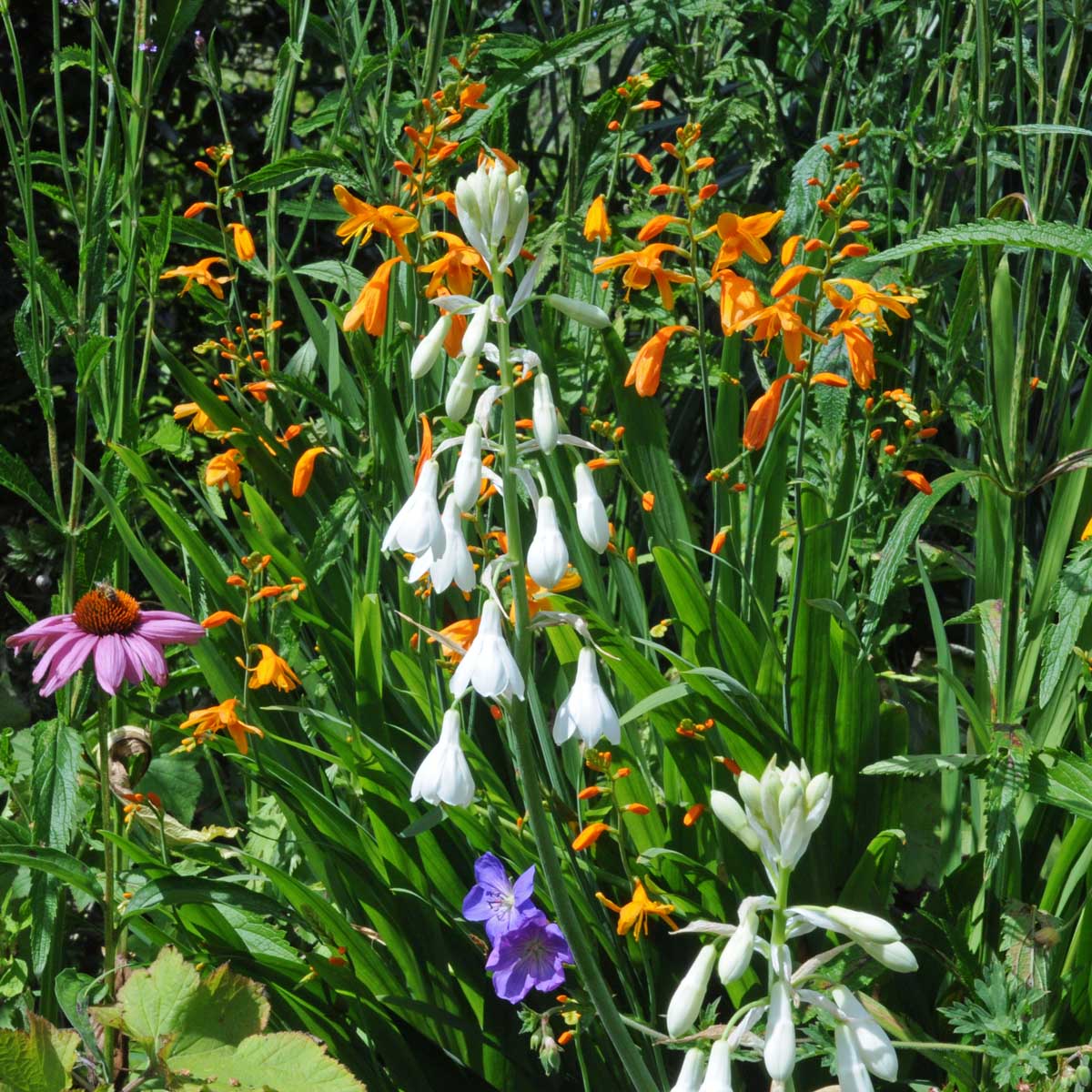 Galtonia candicans - Summer special bulbs - Fluwel