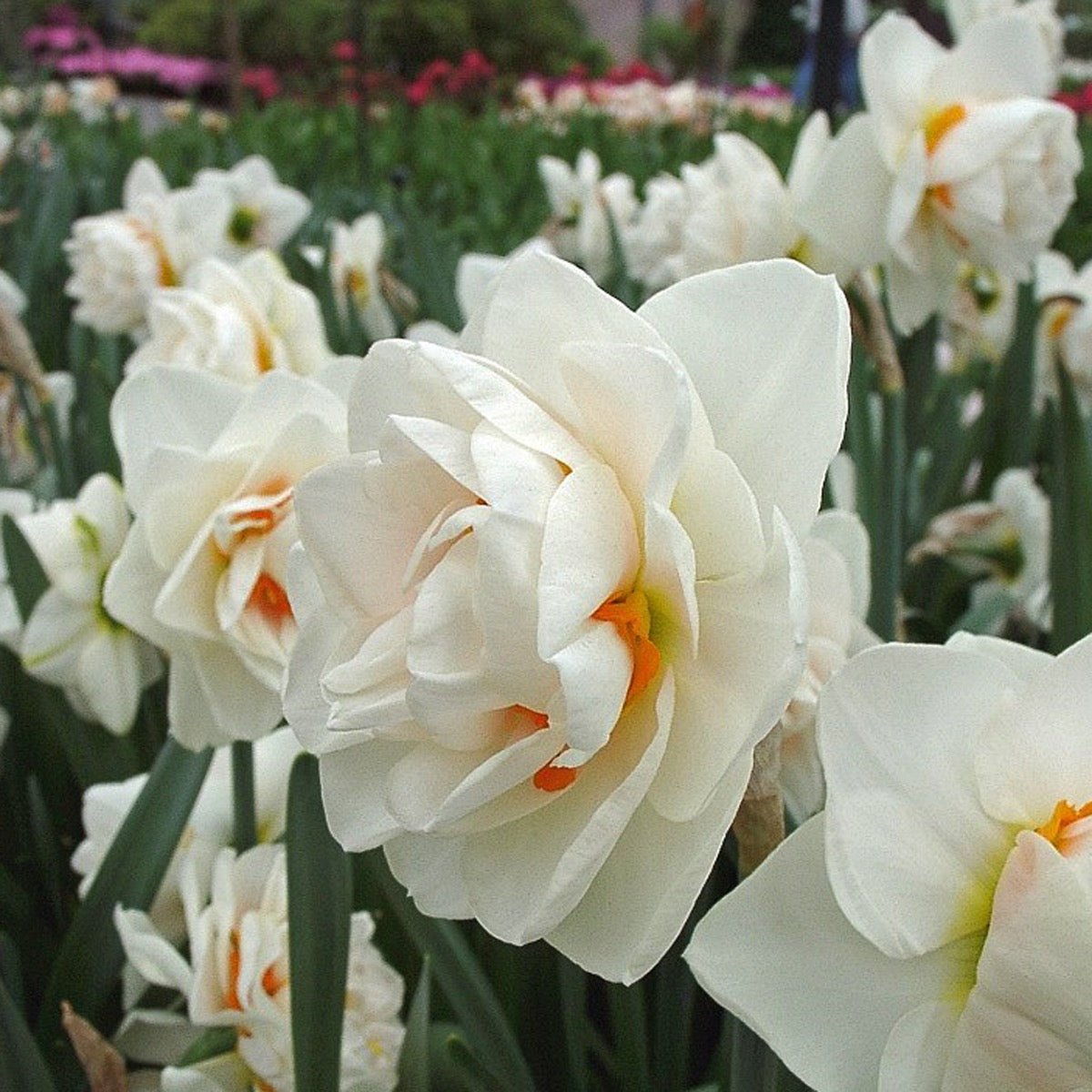 Gay Kybo - Special Narcissus - Fluwel