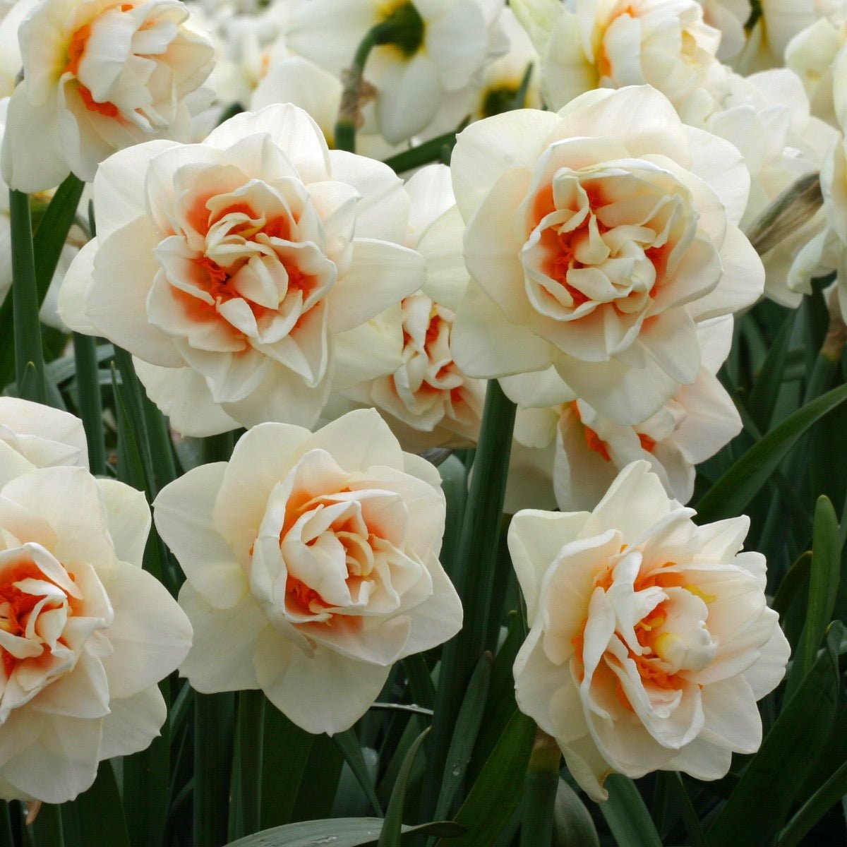 Gay Kybo - Special Narcissus - Fluwel