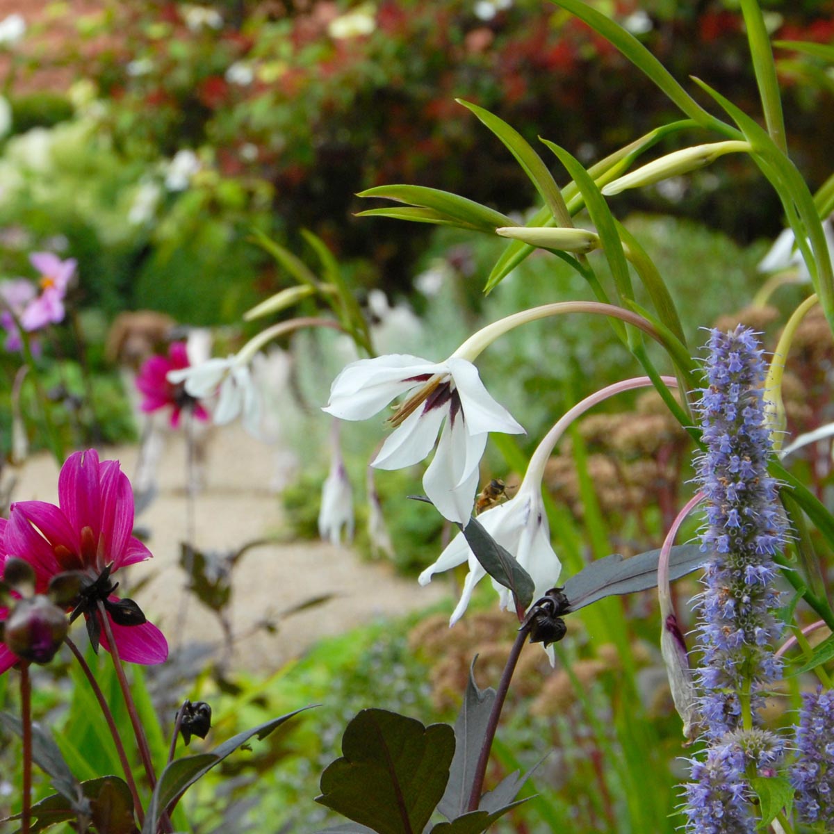 Gladiolus callianthus Murielae - Summer special bulbs - Fluwel