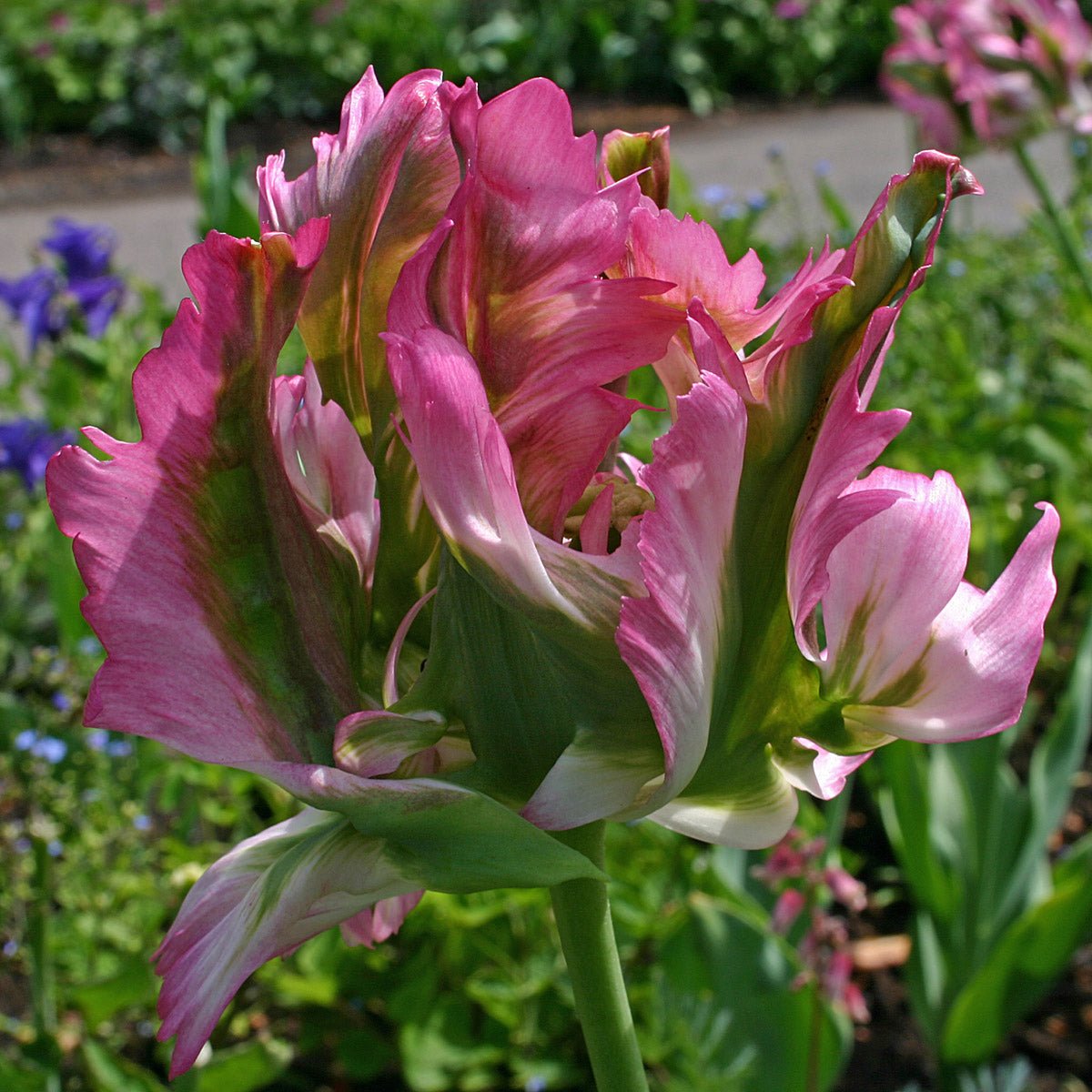 Green Wave - Tulips - Fluwel