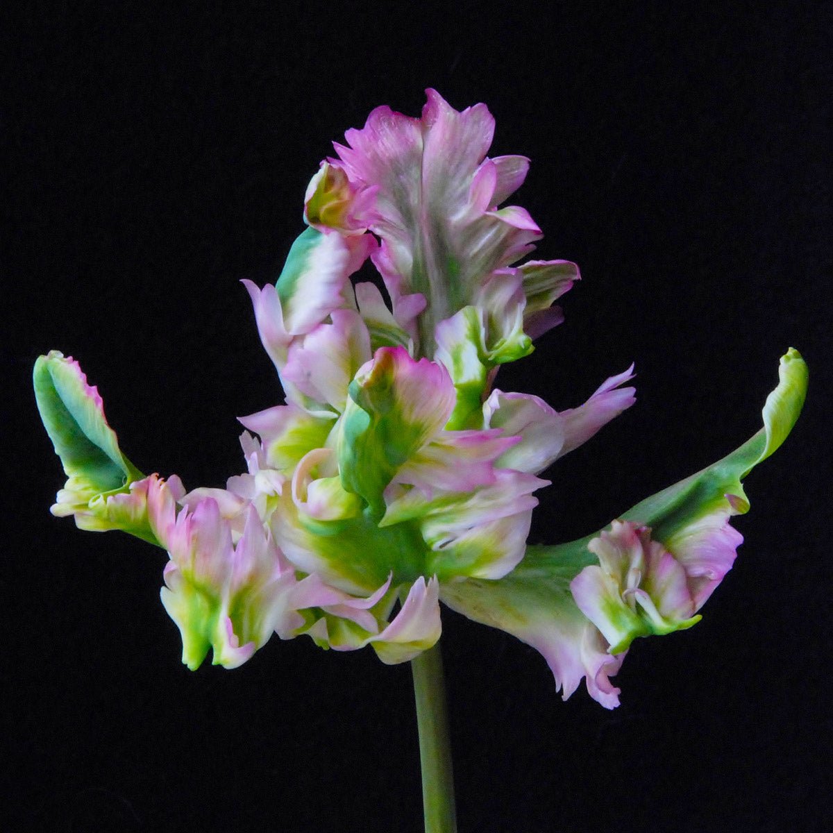 Green Wave - Tulips - Fluwel