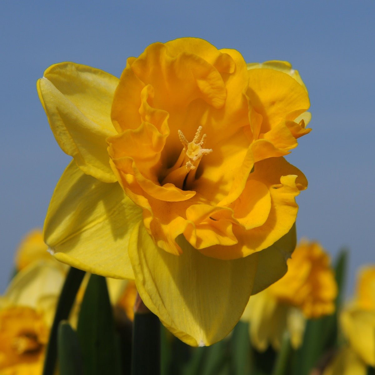 Gringo - Special Narcissus - Fluwel