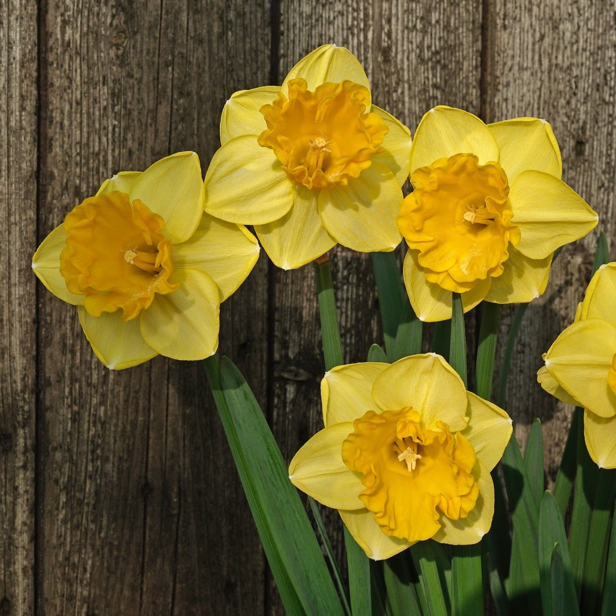 Gringo - Special Narcissus - Fluwel