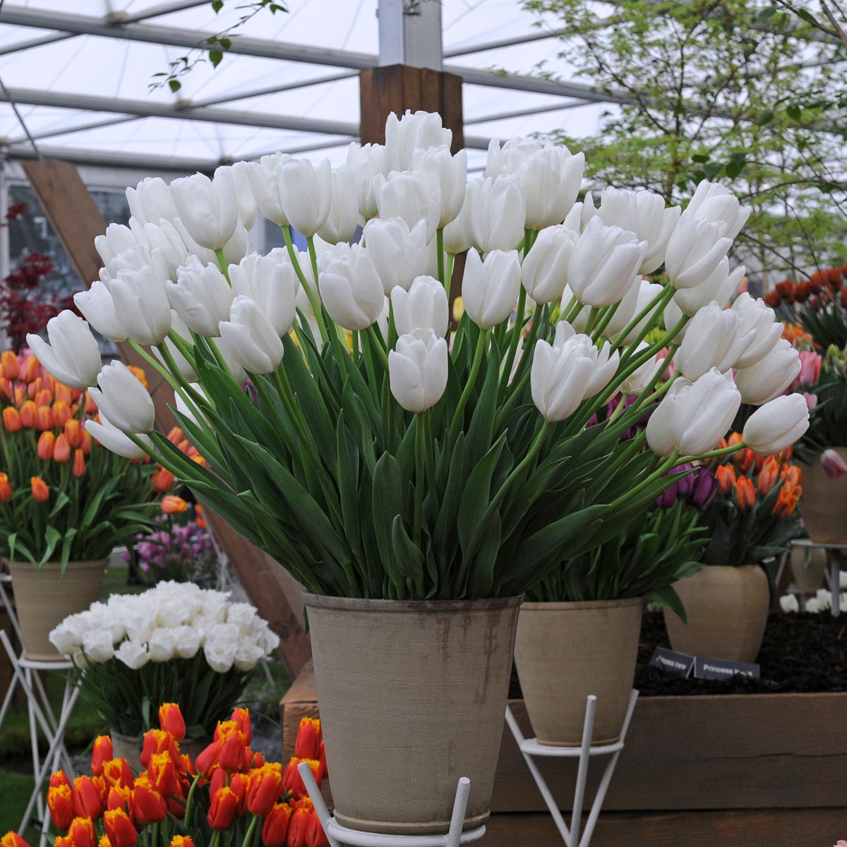 Hakuun - Tulips - Fluwel