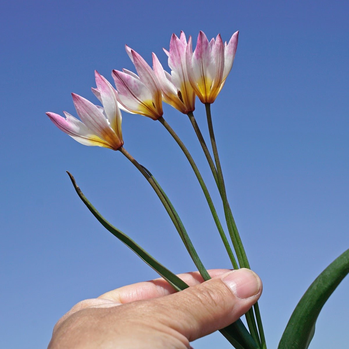 Hilde - Tulips - Fluwel