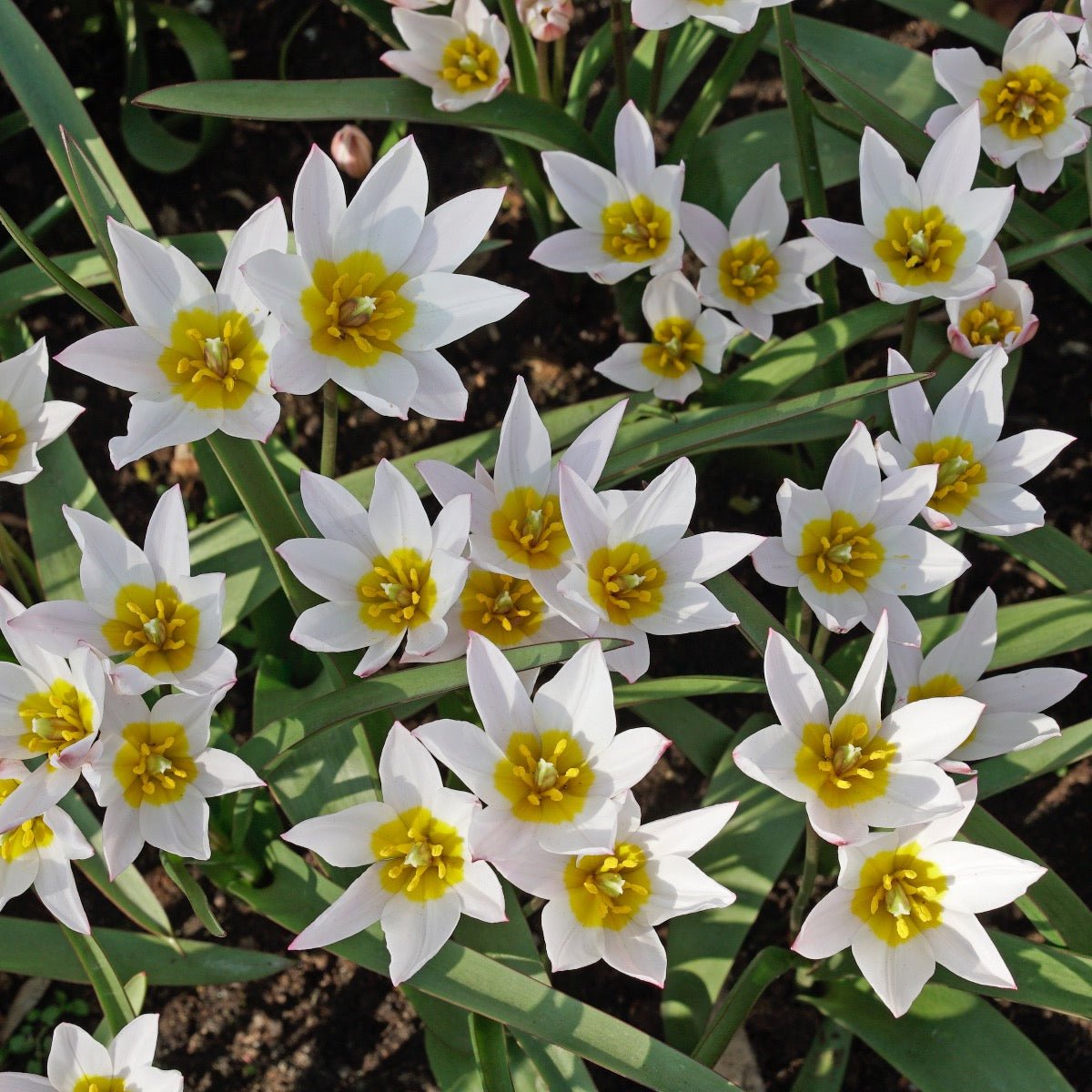 Hilde - Tulips - Fluwel