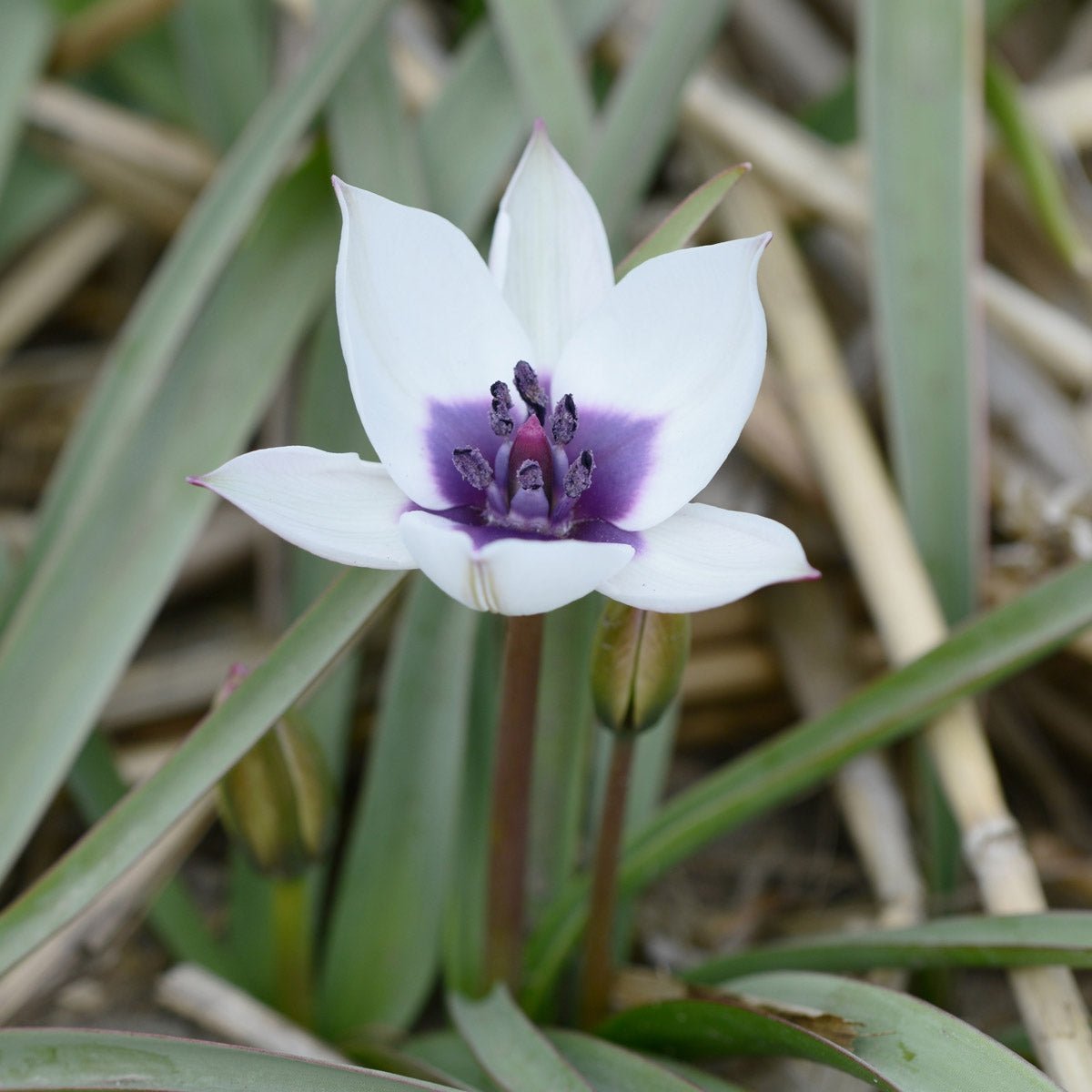 humilis Alba Coerulea Oculata - Tulips - Fluwel