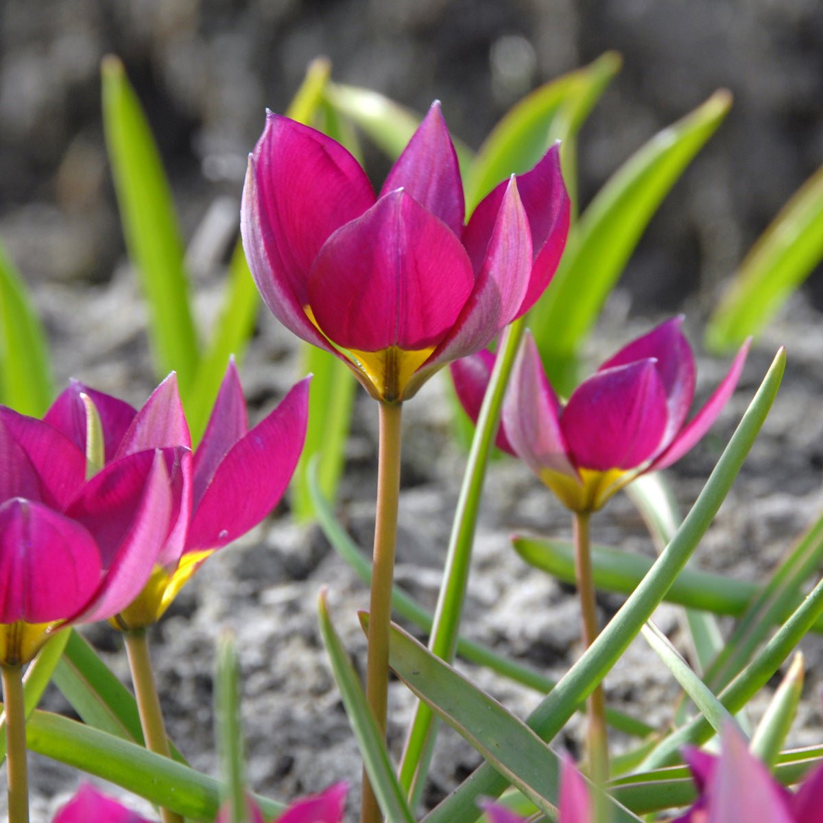 humilis Persian Pearl - Tulips - Fluwel