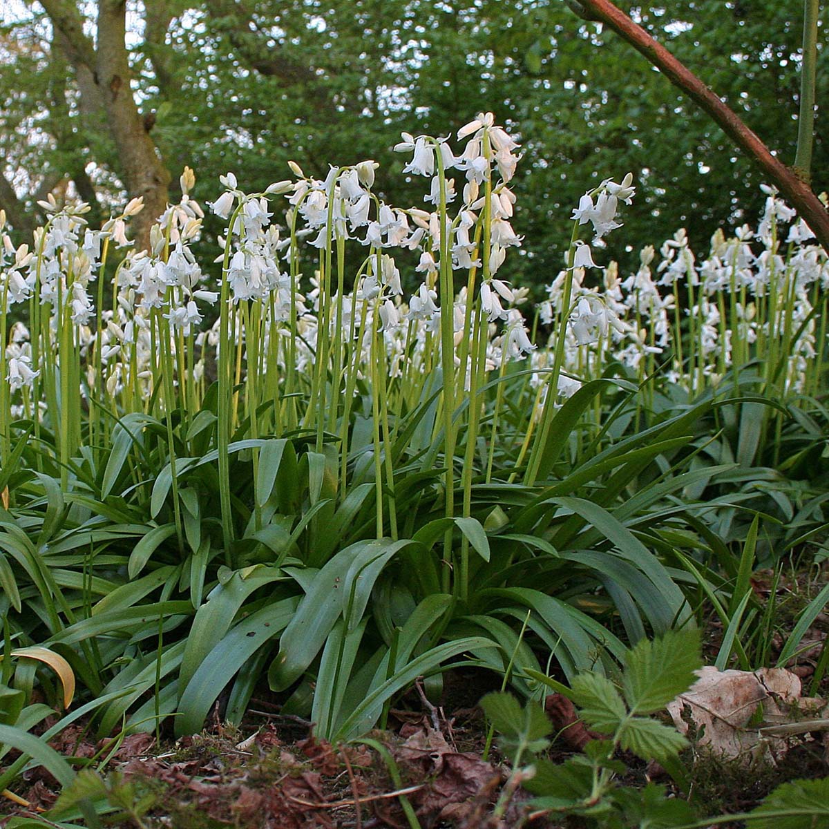 Hyacinthoides hispanica White City - Spring specialty bulbs - Fluwel