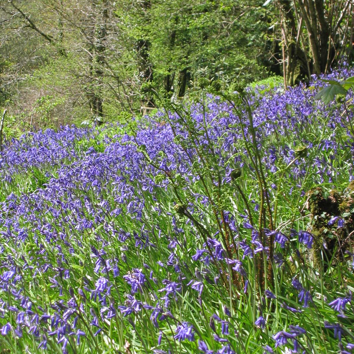 Hyacinthoides non - scripta - Spring specialty bulbs - Fluwel