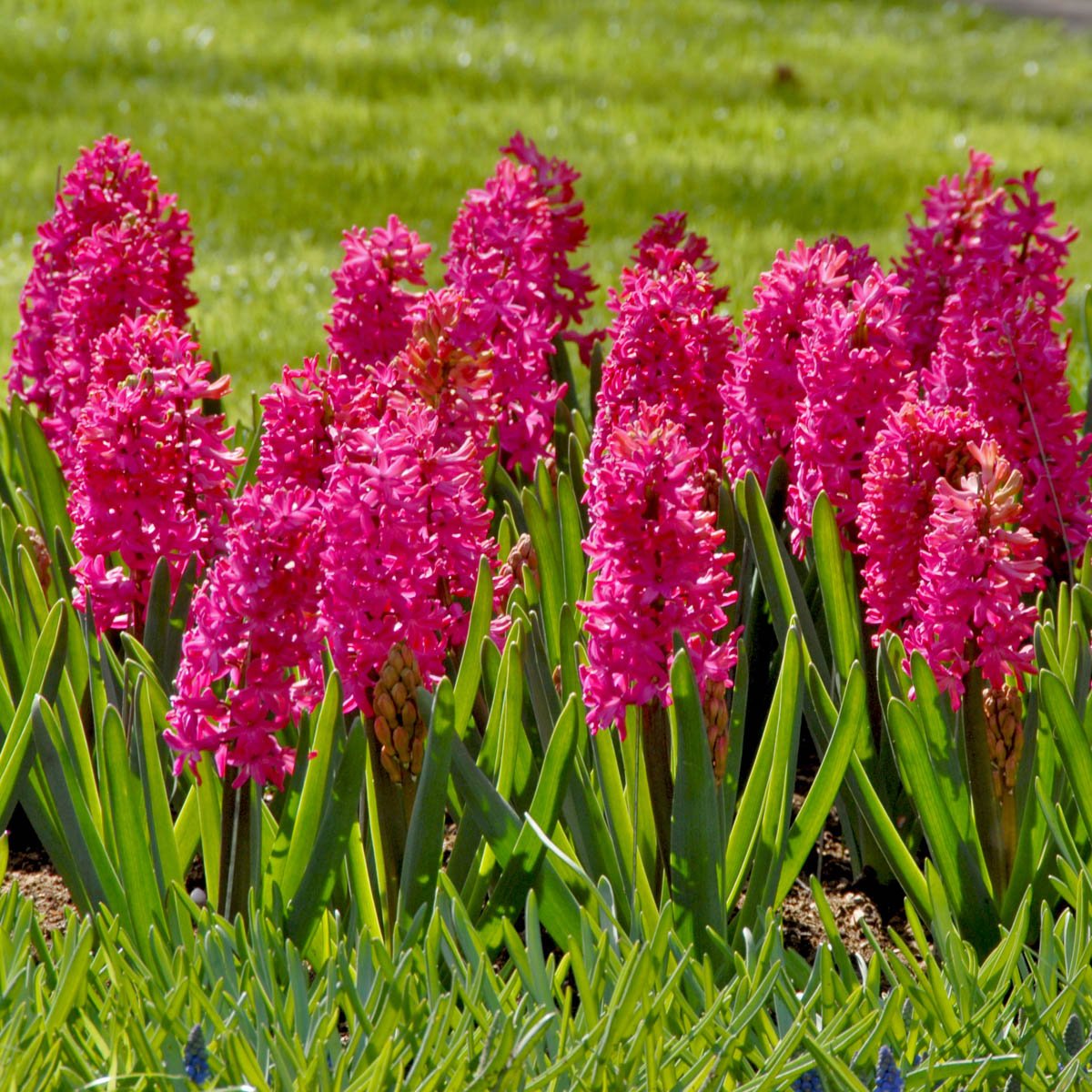 Hyacinthus Jan Bos - Hyacinths - Fluwel