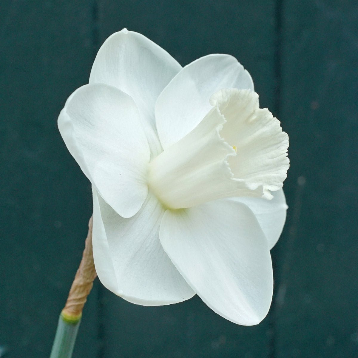 I Love You - Special Narcissus - Fluwel