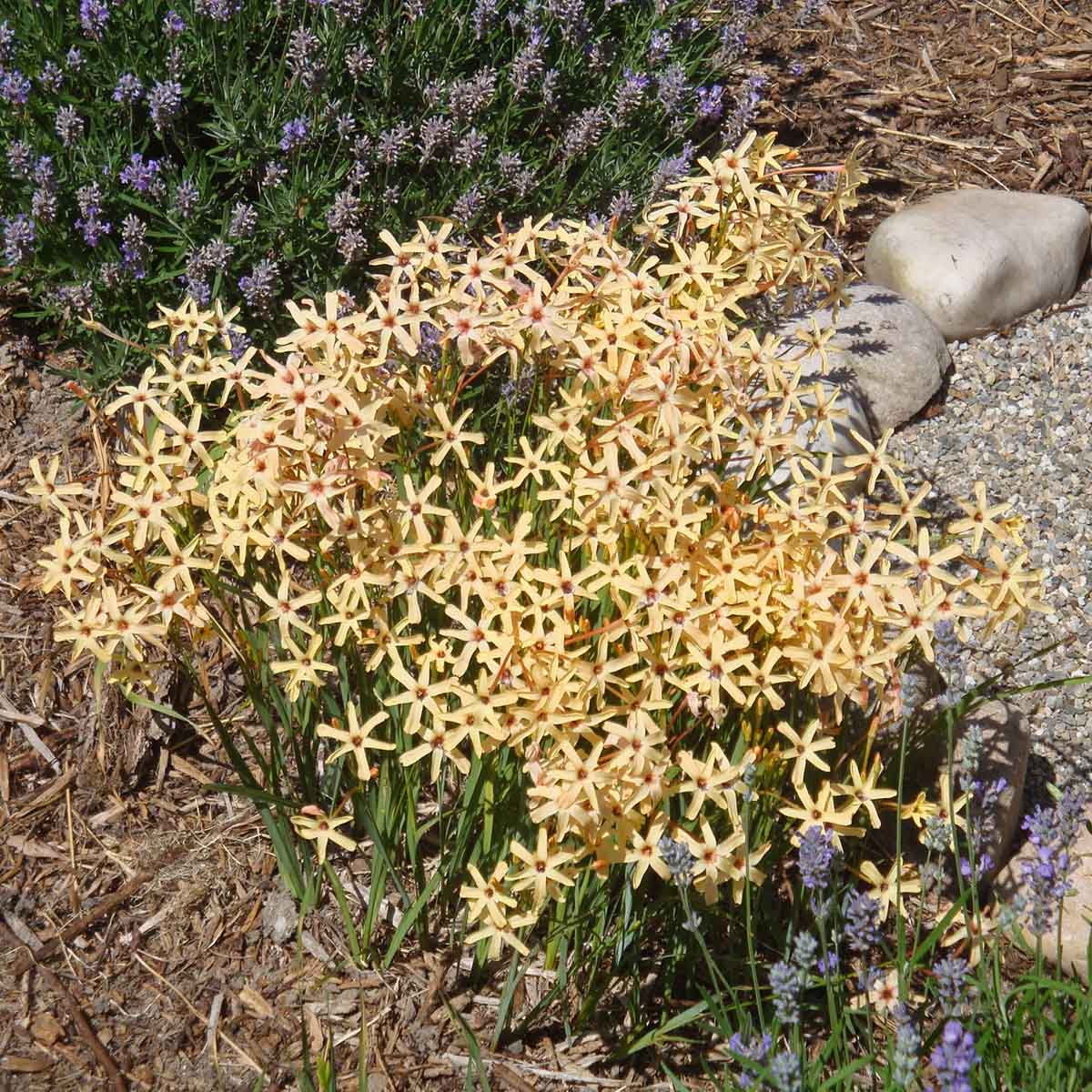 Ixia paniculata Eos - Spring specialty bulbs - Fluwel