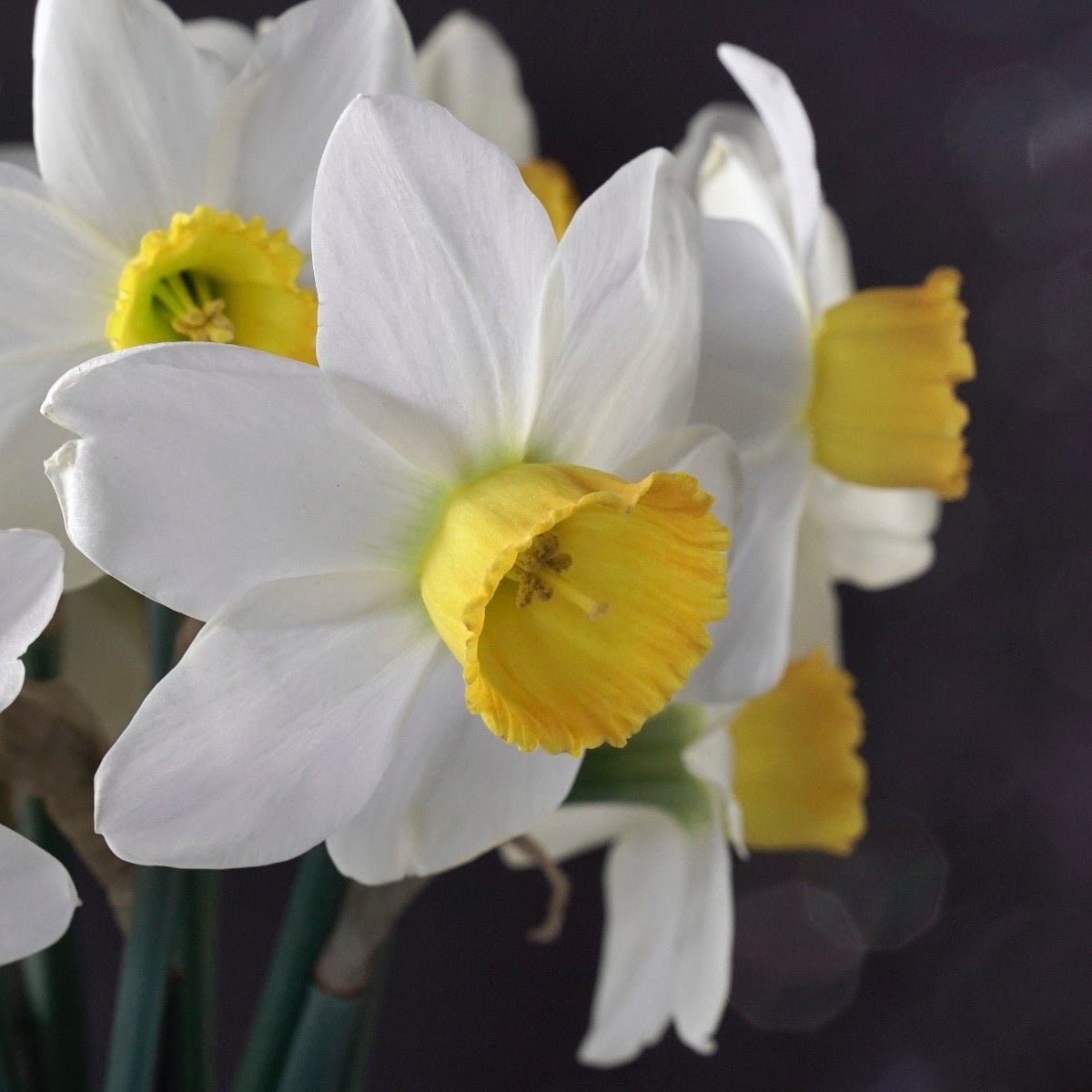 Jack Sparrow - Narcissus - Fluwel