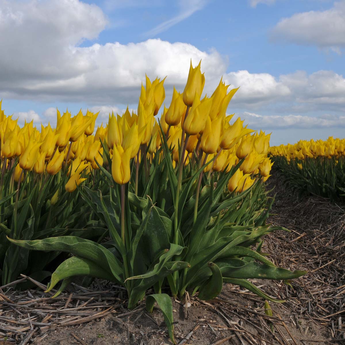 La Perla - Tulips - Fluwel