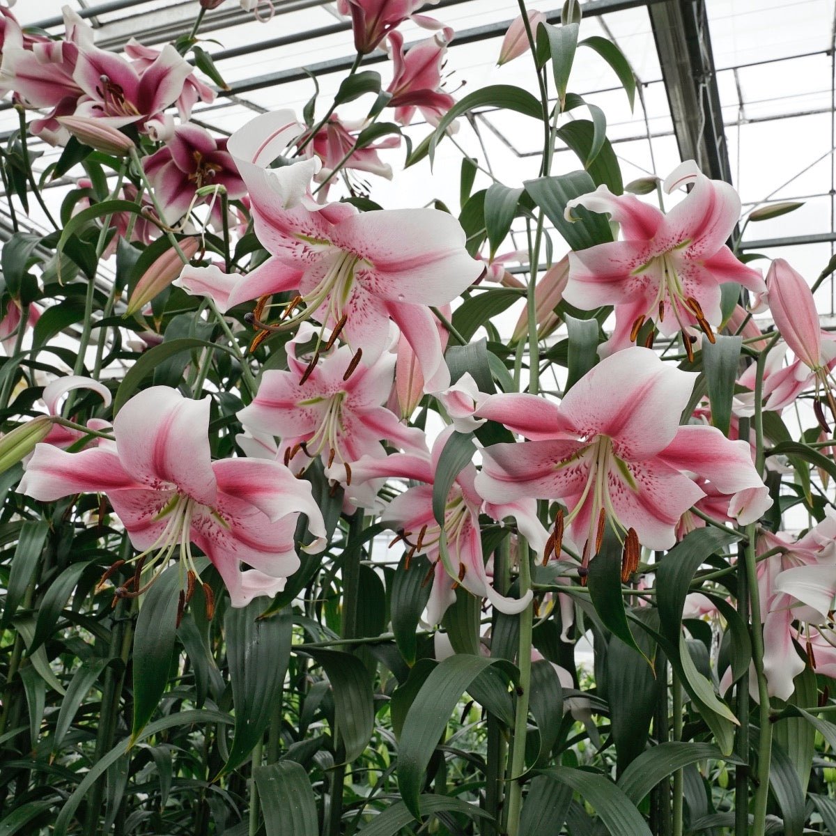 Lilium Anastasia - Lilies - Fluwel